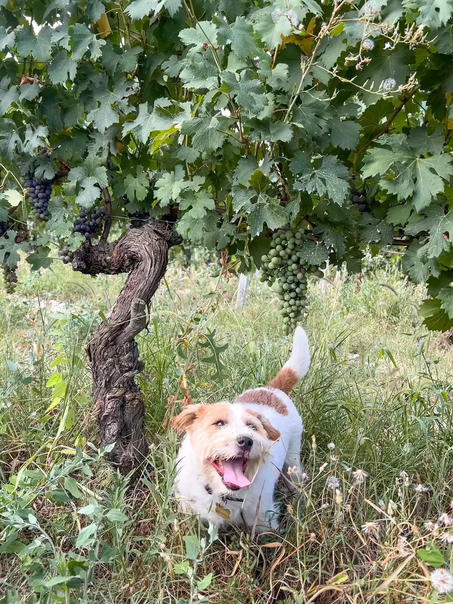 Barbaresco, like Barolo, is made from 100% Nebbiolo &mdash; a grape known for its tannic structure, high acidity, and classic notes of rose, cherry, and leather. In Barbaresco, Nebbiolo takes on an elegant, approachable style.

I love opening a bottl