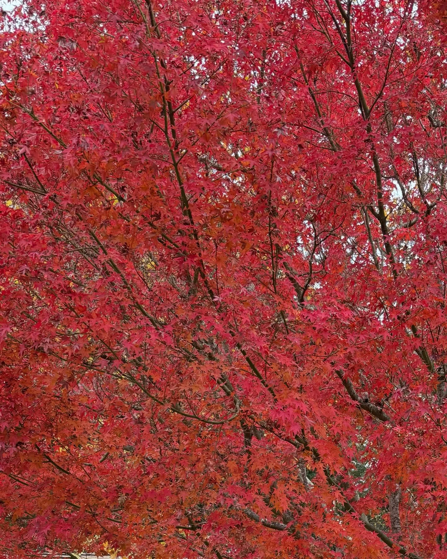 Happy Thanksgiving 🍁