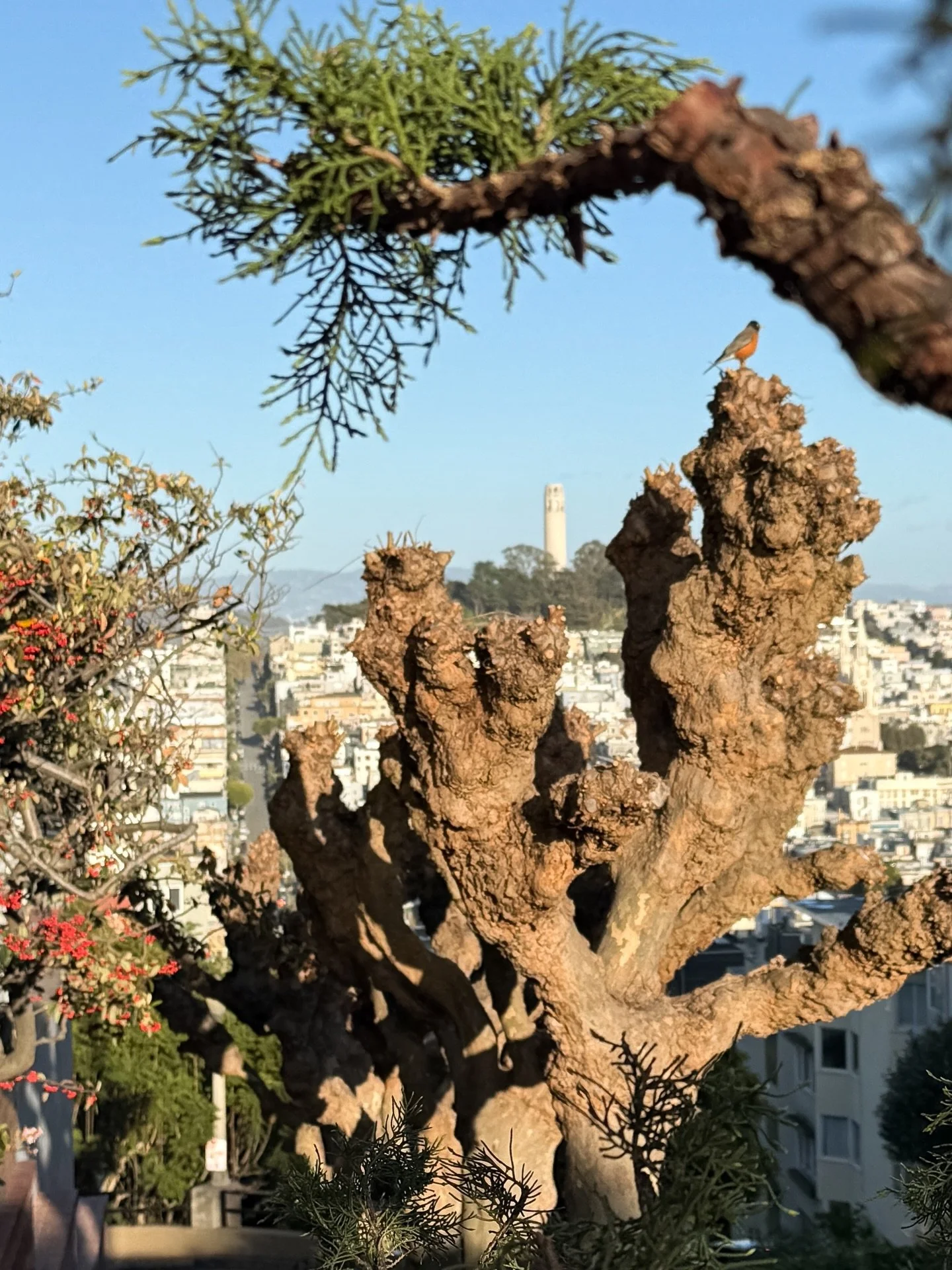 Got to spend a few hours in San Francisco yesterday. Lombard Street may be touristy, but it's always fun to see + offers some of the best views! 

#bayarea #visitsanfrancisco #staycations