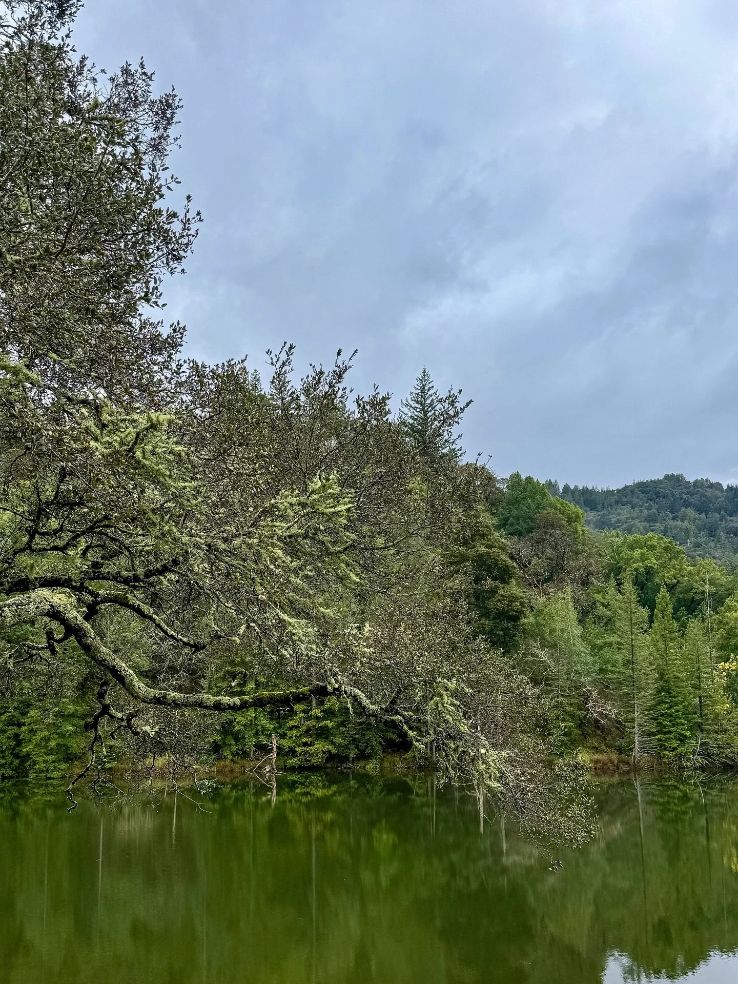 A peaceful (and sometimes rainy) walk in the woods with friends. After a week under the weather, this was the perfect reset. 🍃

#naturereset #balancedliving #simplepleasures