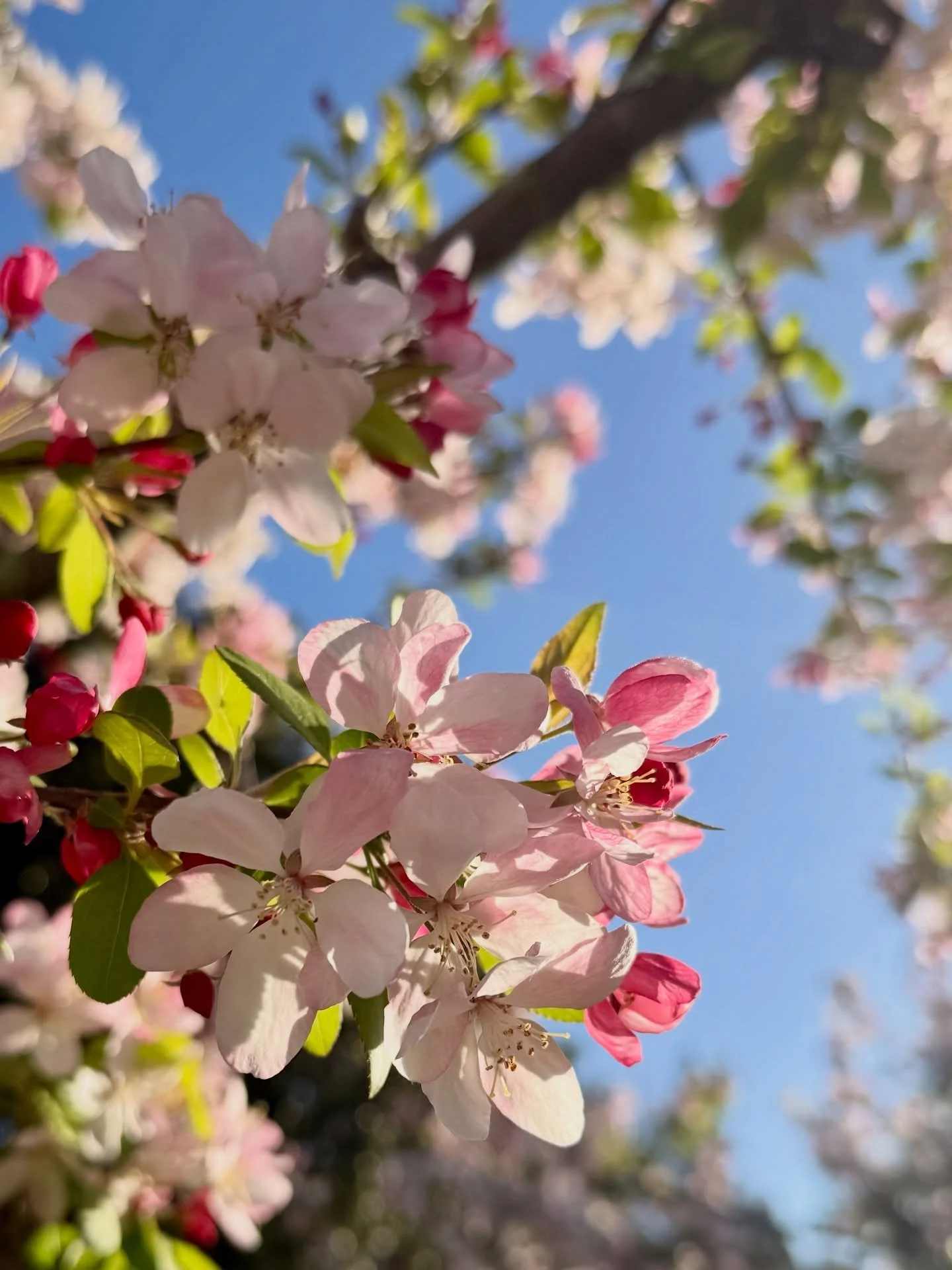 A beautiful start to spring. 🌸

#springtime #springflowers #norush