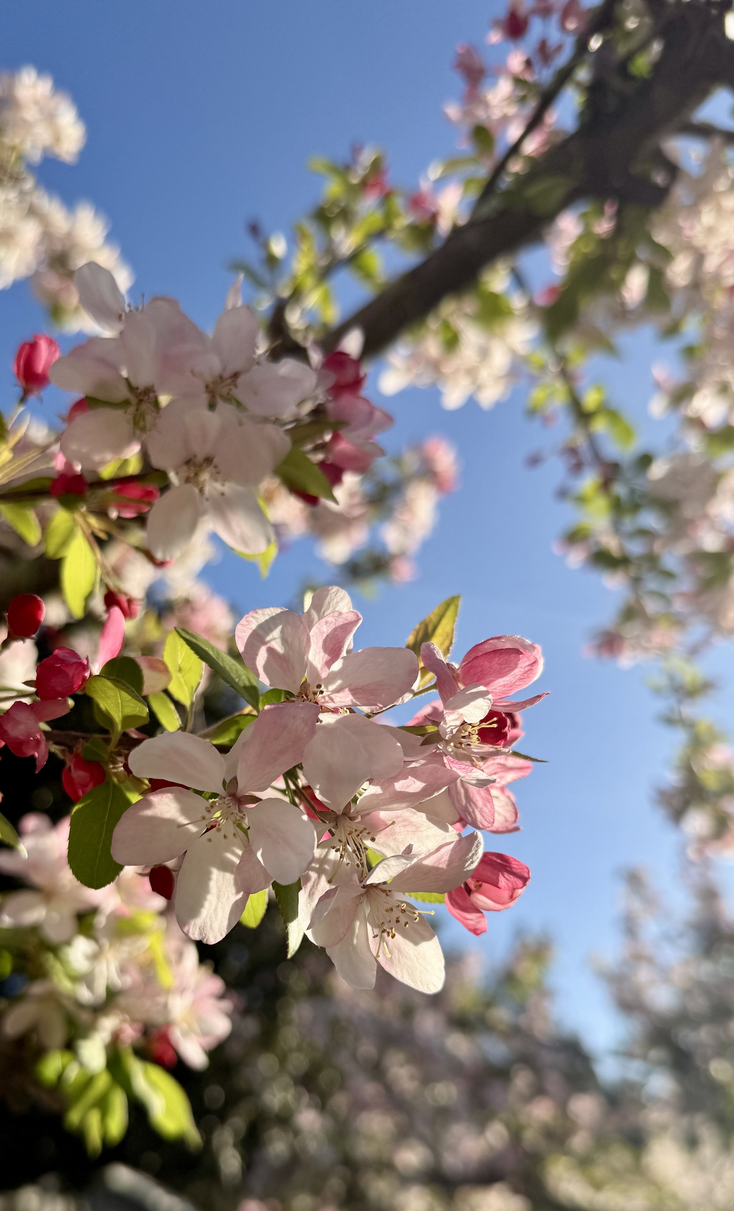 Close-up of purple and pink flowers on a slender branch with green foliage in the background.