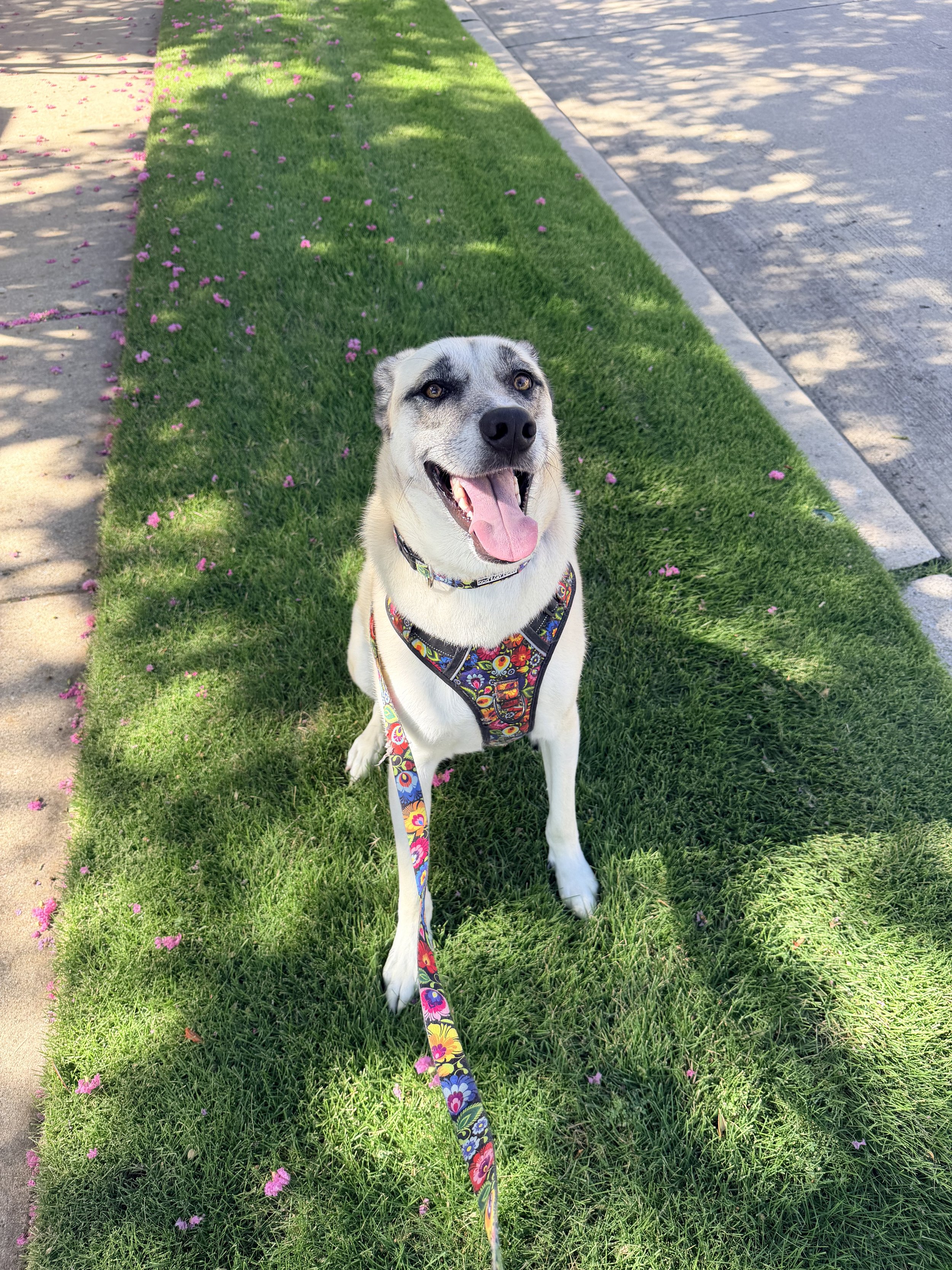 Took Darcy for a walk this morning. Here's what I saw.