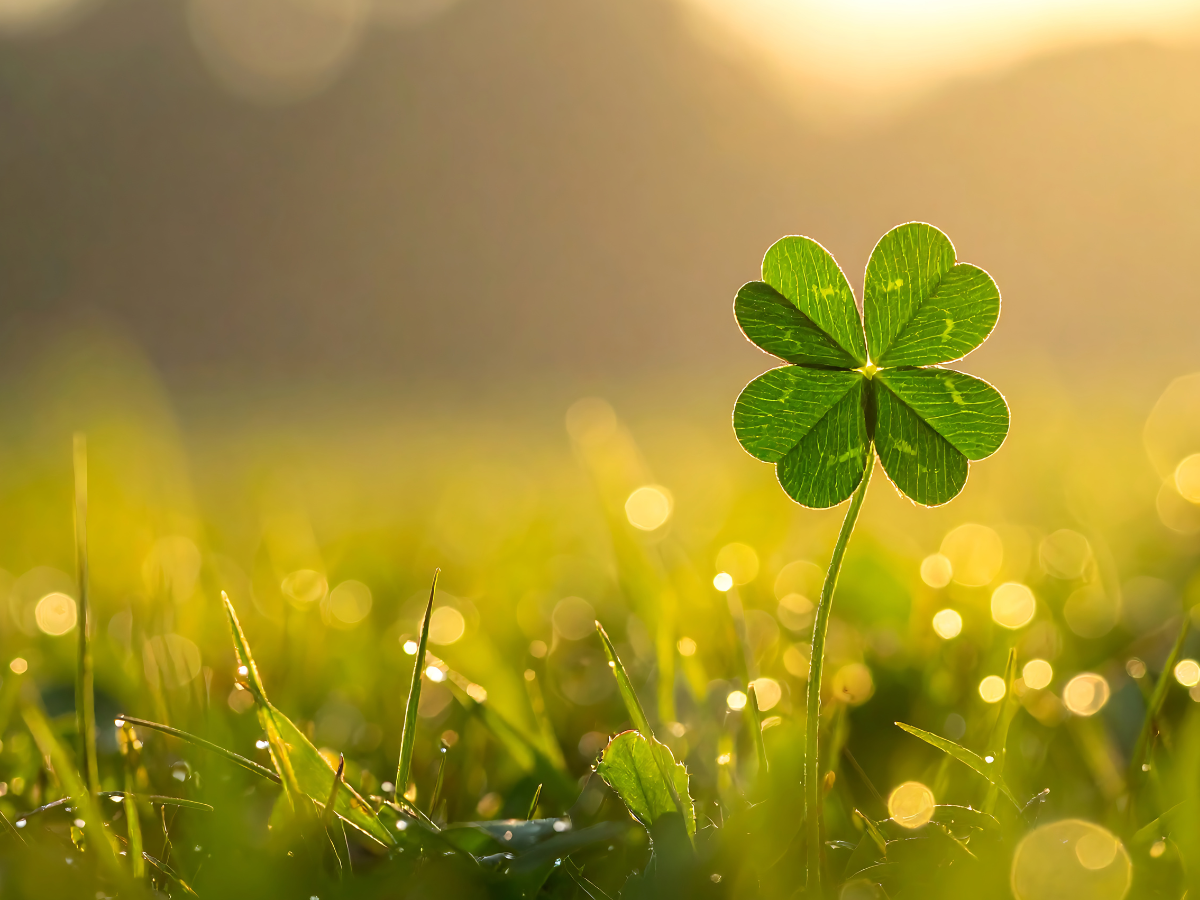 Close-up of a four-leaf clover in sunlight on grassy ground.