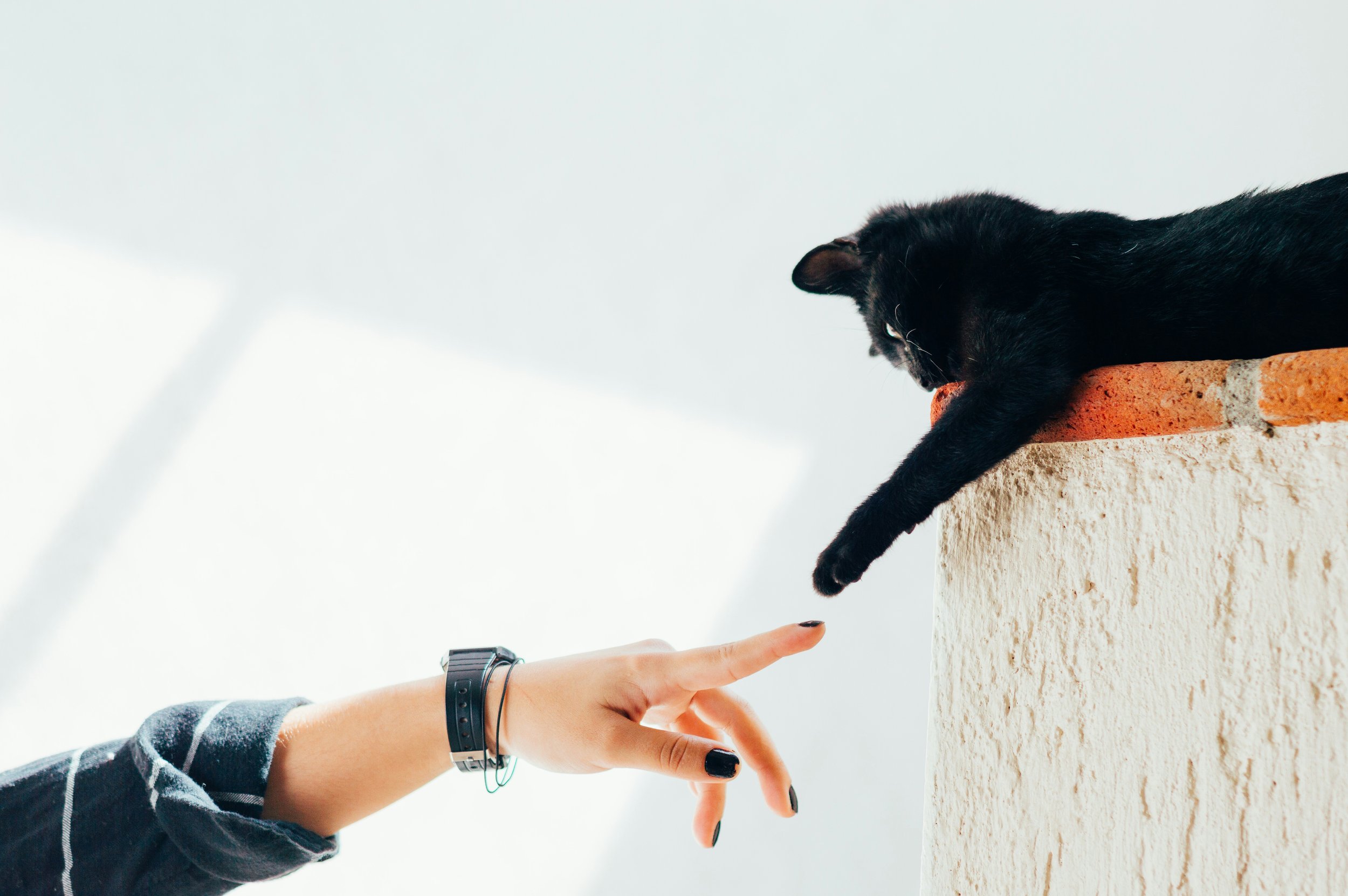 A photographic recreation of "The Creation of Adam" with a human and cat reaching their arms towards each other.