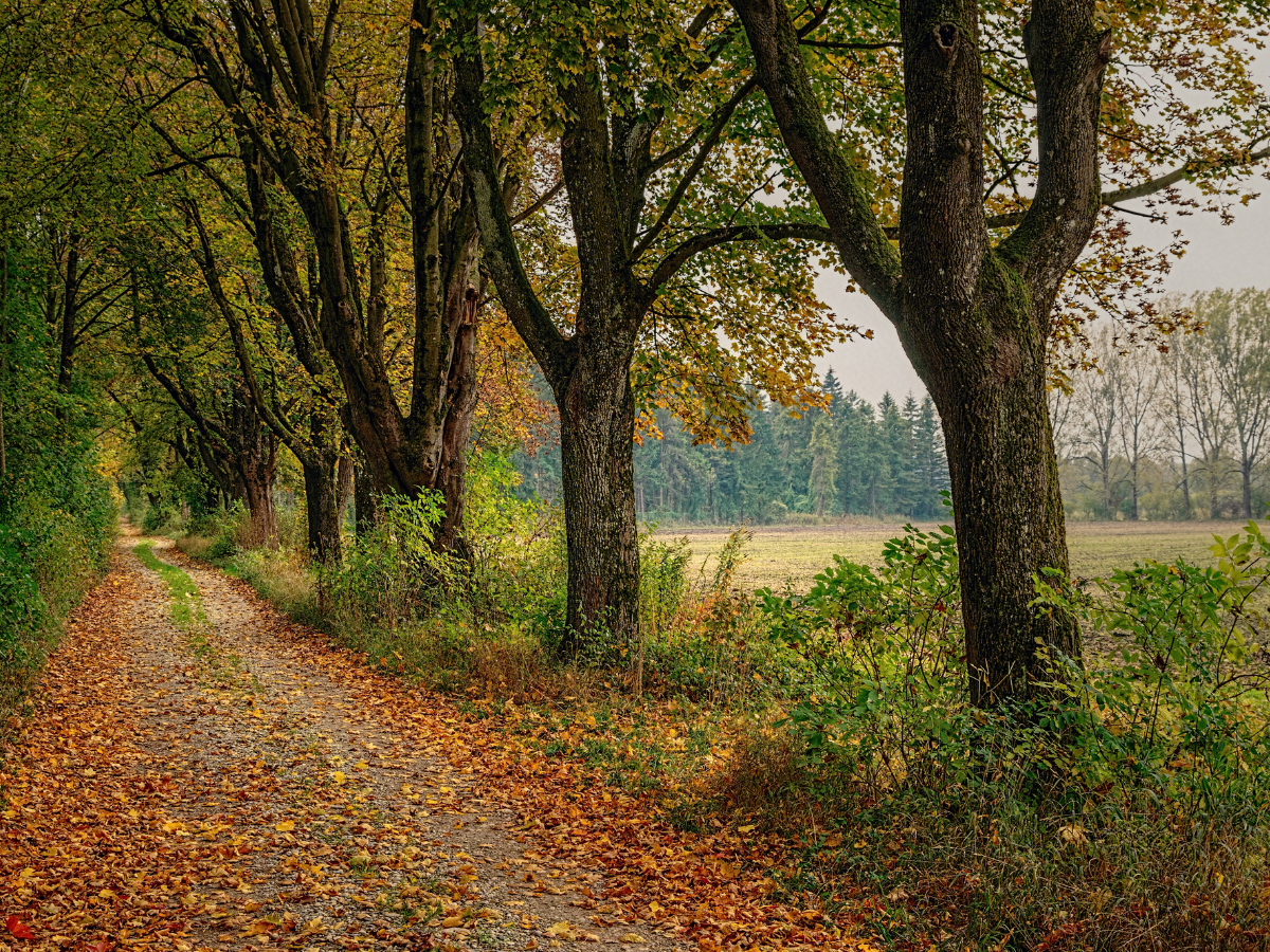 A path in the woods transitioning from Summer to Autumn
