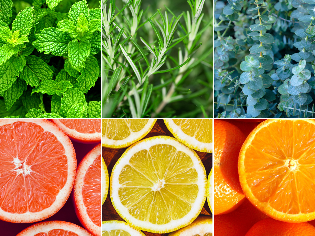 6 pictures.  Peppermint leaves, rosemary leaves, eucalyptus leaves, grapefruit slices, lemon slices, and orange slices.