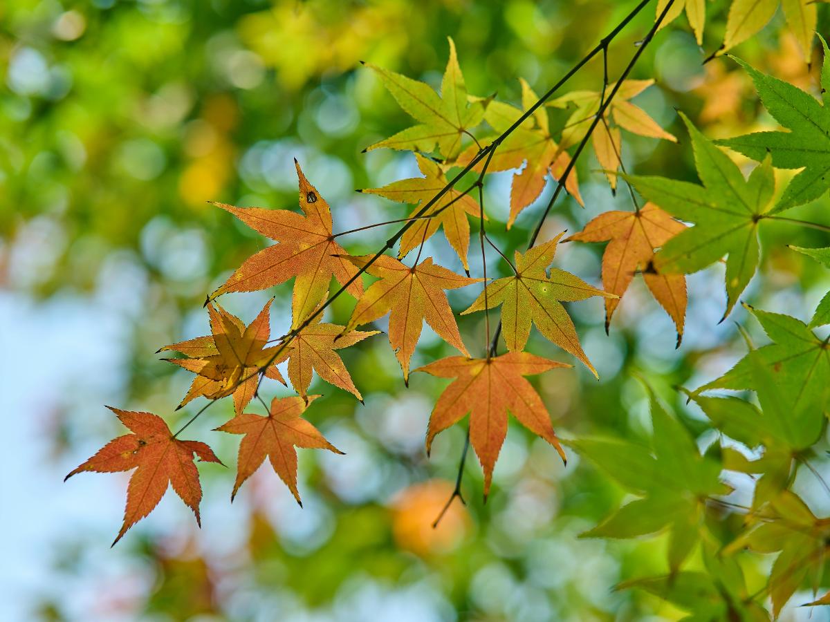 A branch of leaves first turning orange for fall
