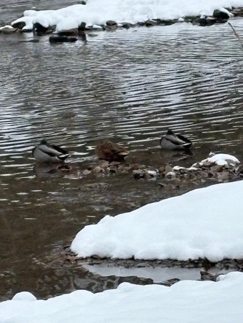 Ducks #2.jpg