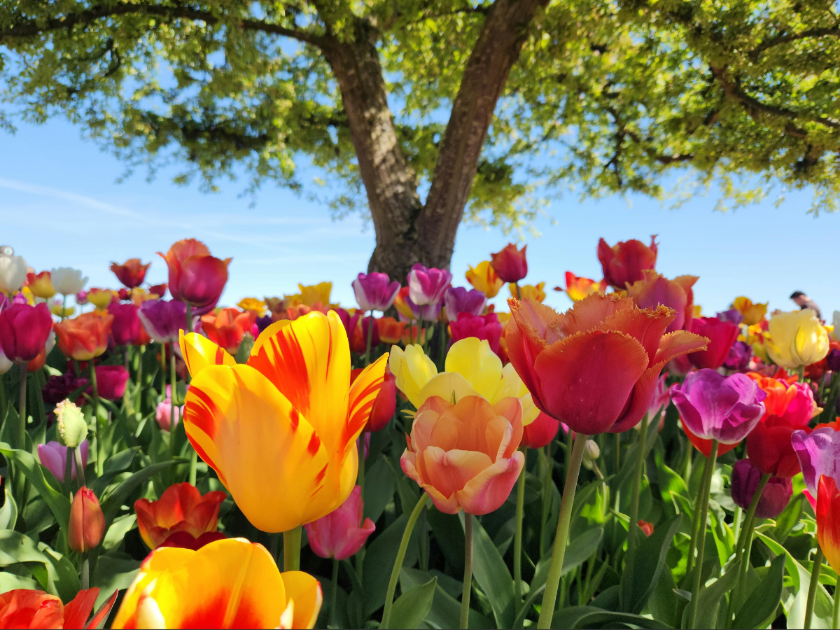 Colorful tulips bloom at the base of a lush green tree under a blue sky.
