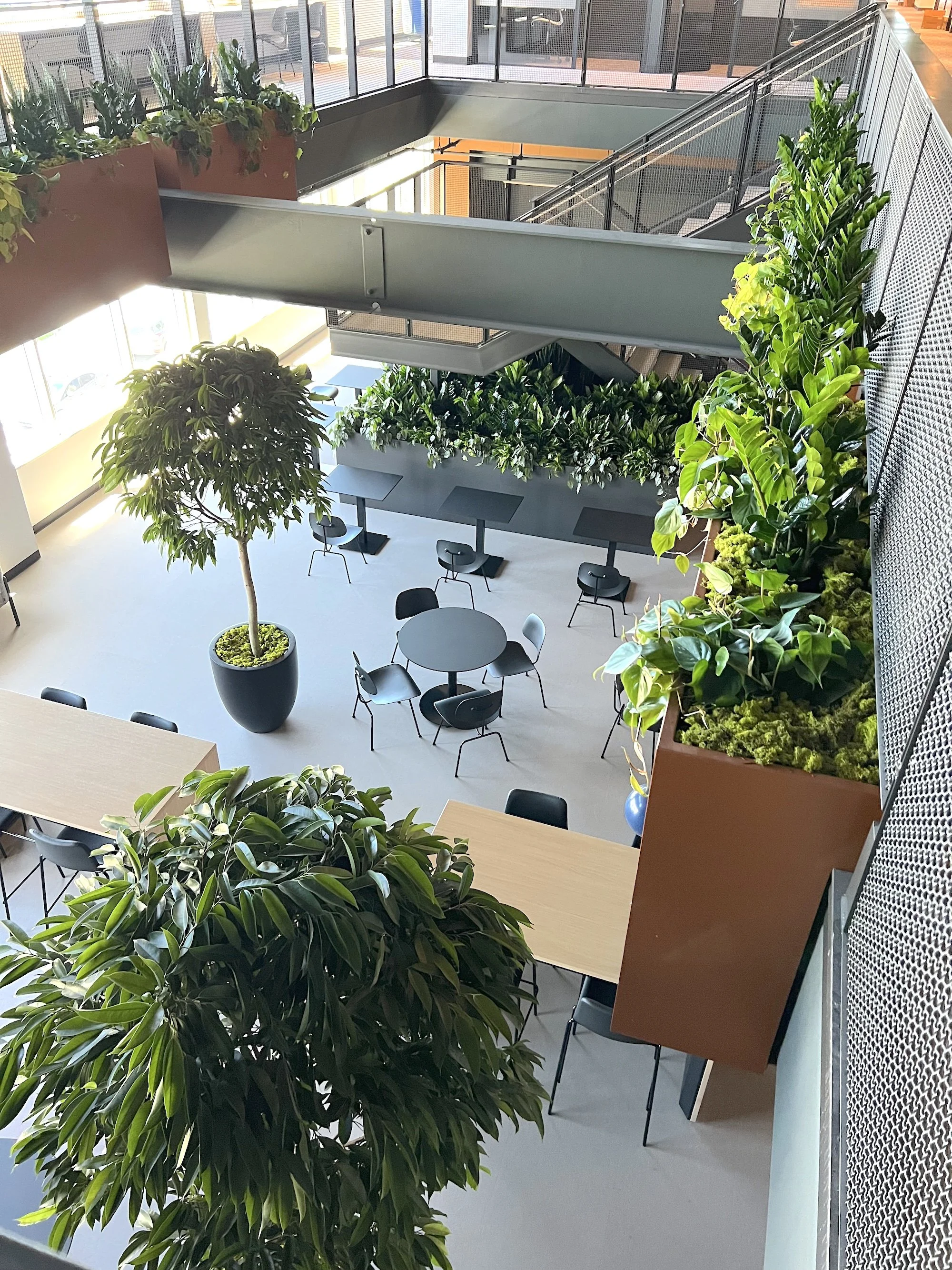 Trees and Plants inside office space. jungle vibe office in Indianapolis, IN.