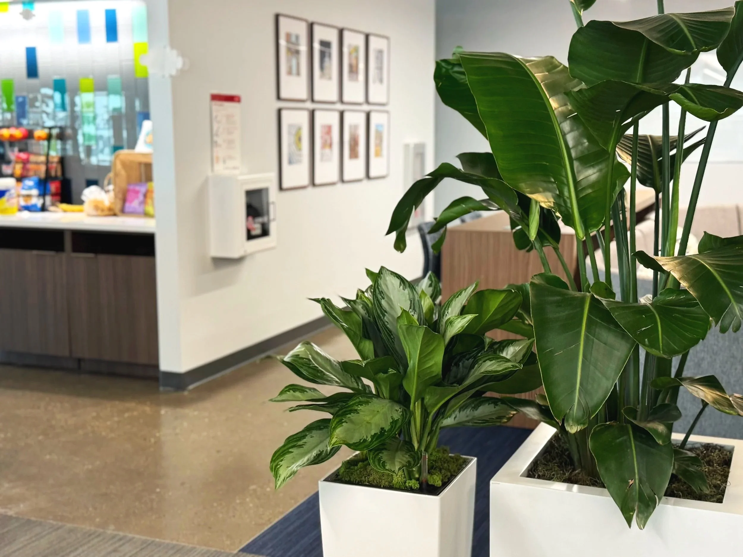 Biophilic Design is Cool!