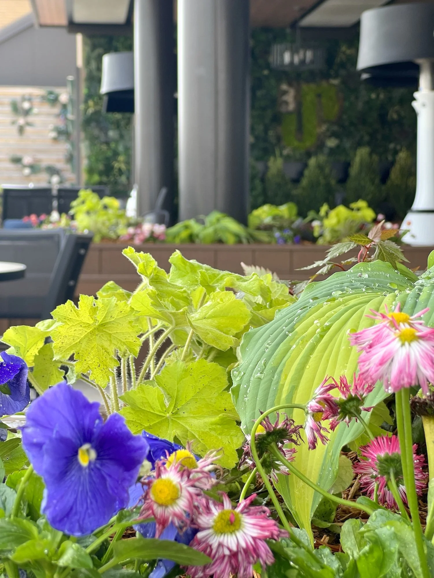 Spring planters filled with coral bells, pansy, daisy, hostas, and other colorful spring plants at 3Up Rooftop Lounge in Carmel, IN.