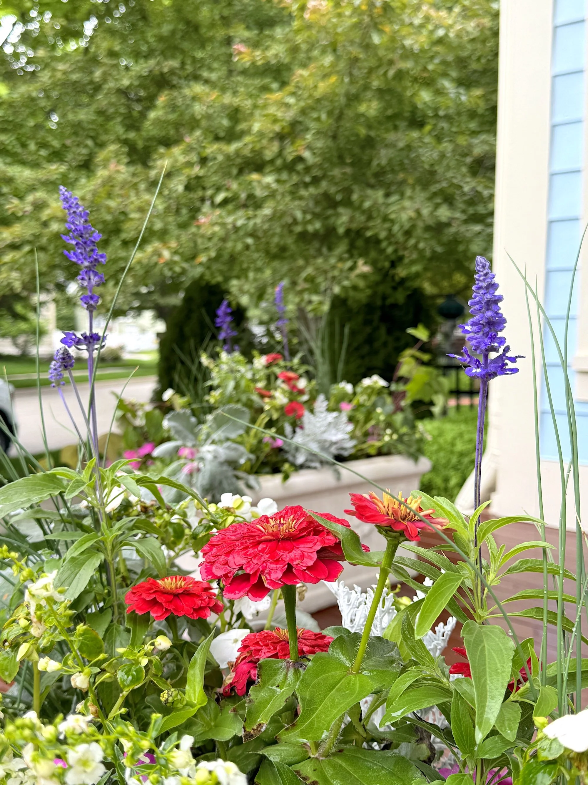 Summer Planters for your front porch in Carmel, IN.