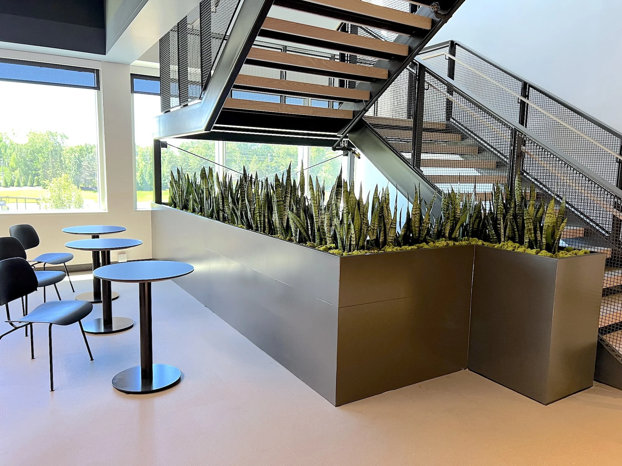 Indoor office plants. Snake plants in a custom planter in Indianapolis, IN.