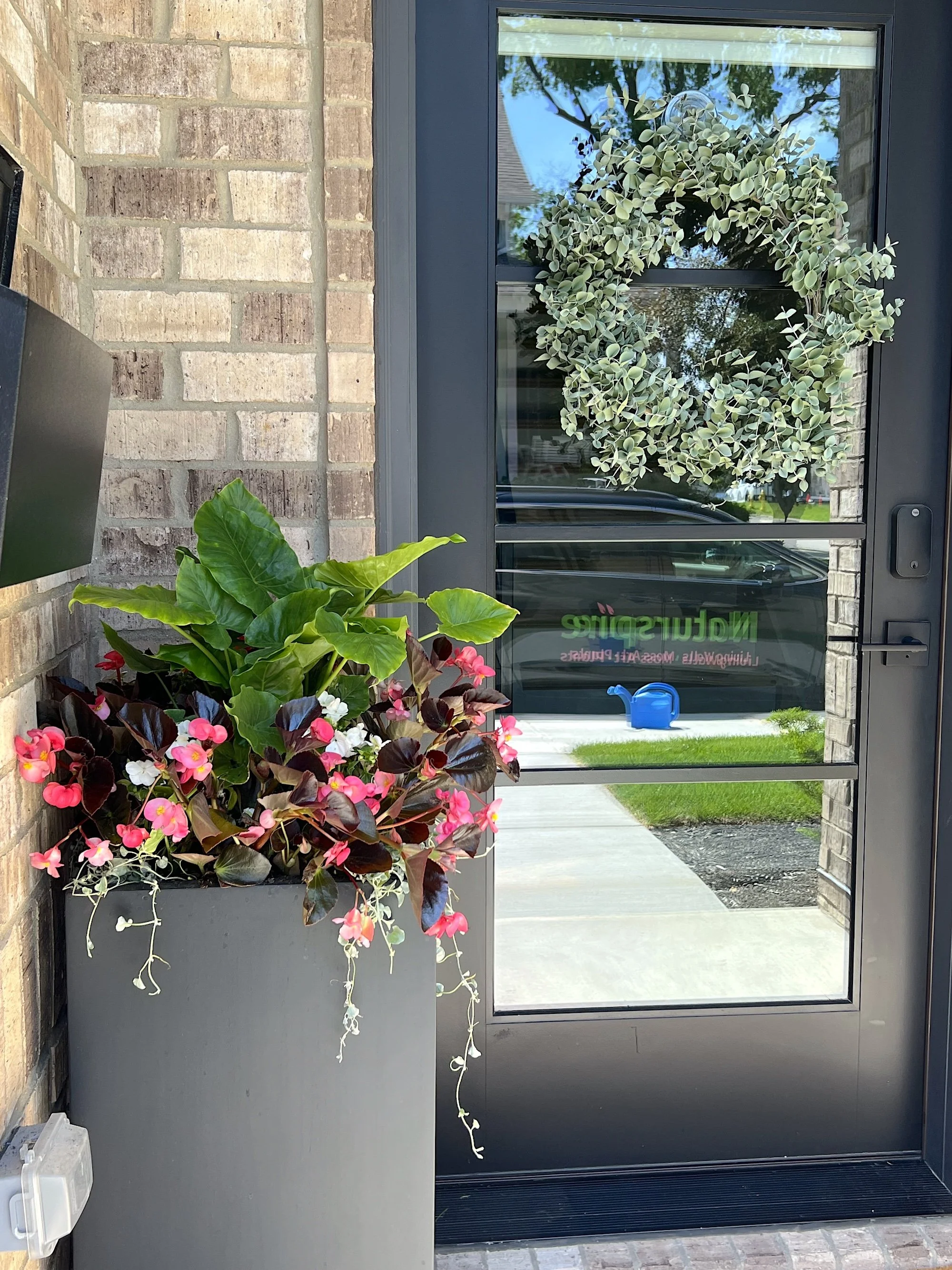 Alocasia Odora (elephant ear), begonia megawatt pink bronze leaf, dichondra silver falls, and impatiens imara white planted in a summer porch pot