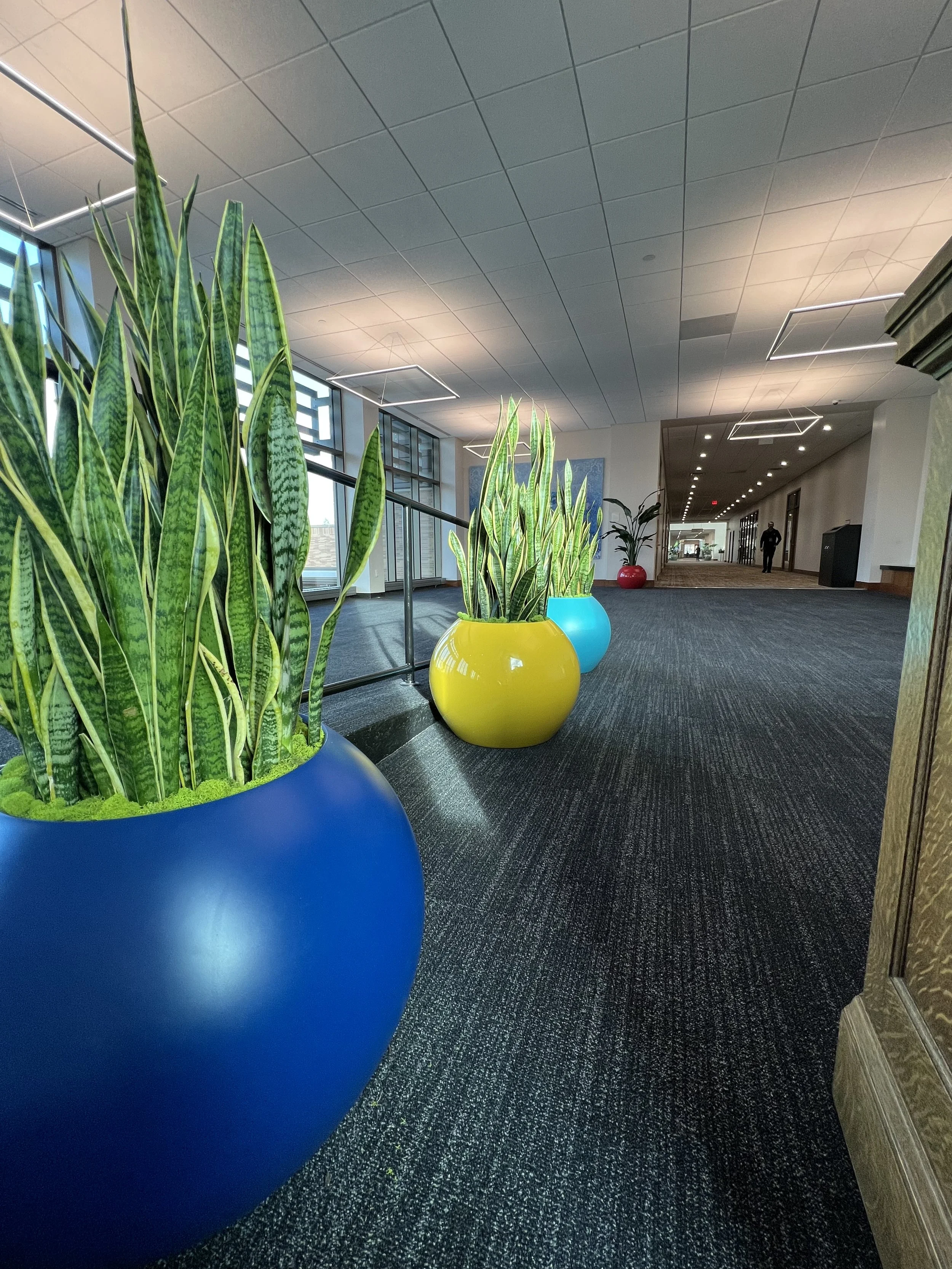 Tall Live Snake Plants in round sphere planters.