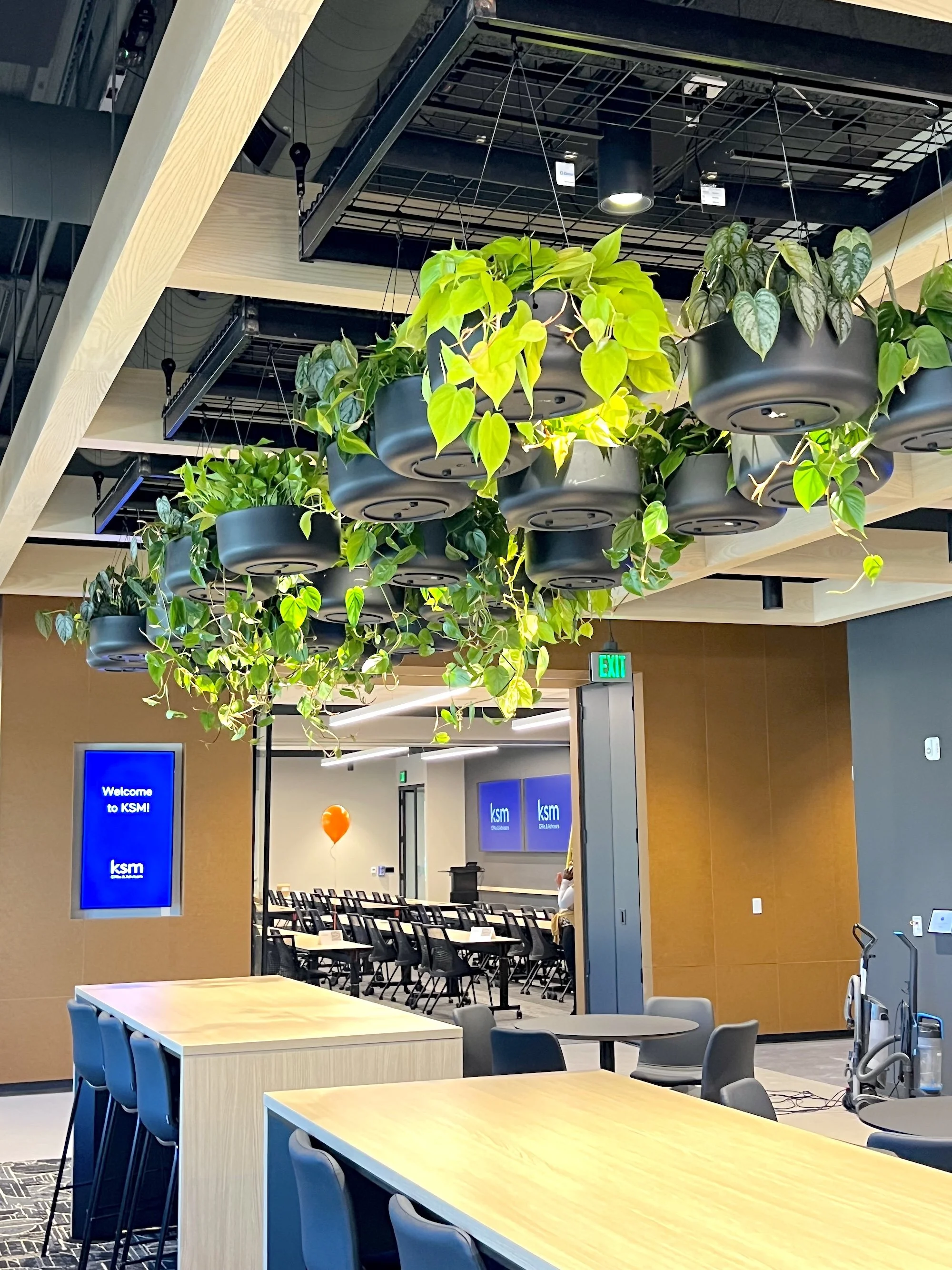 Plants hanging from the ceiling in an office in Indianapolis, IN. Live planter service in Carmel, IN.