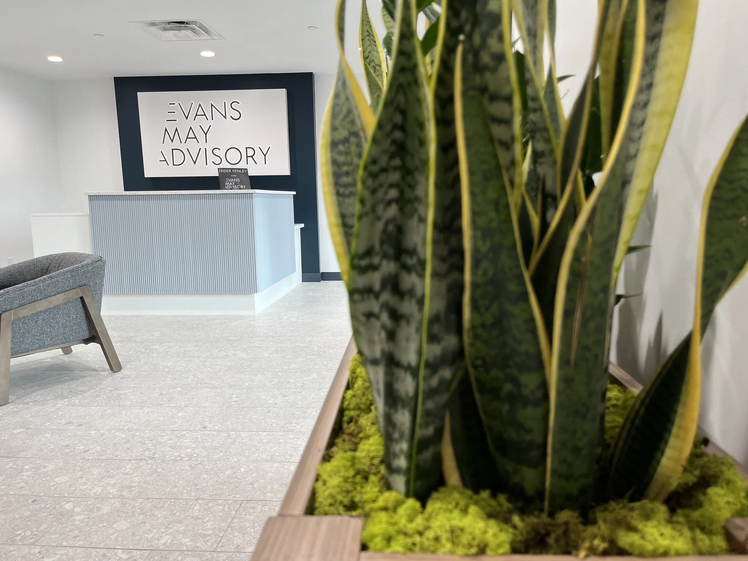Live Snake Plants at Evan's May Advisory in Indianapolis, IN