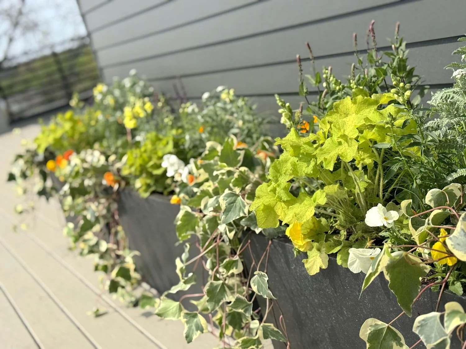 Spring planters filled with ivy, pansy, daisy, hyacinth, and other colorful spring plants at MJC in Fishers, Indiana.