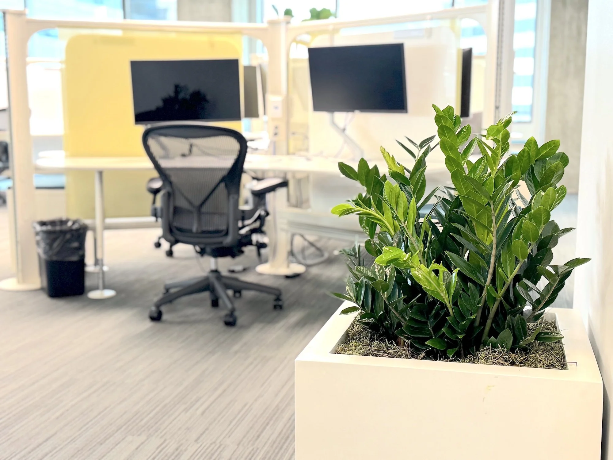 Live ZZ plant (Zamioculcas zamiifolia) added to a modern office space, bringing a sleek, low-maintenance greenery element that enhances air quality and elevates the overall aesthetic. Perfect for desks, corners, or common areas, this hardy indoor pla