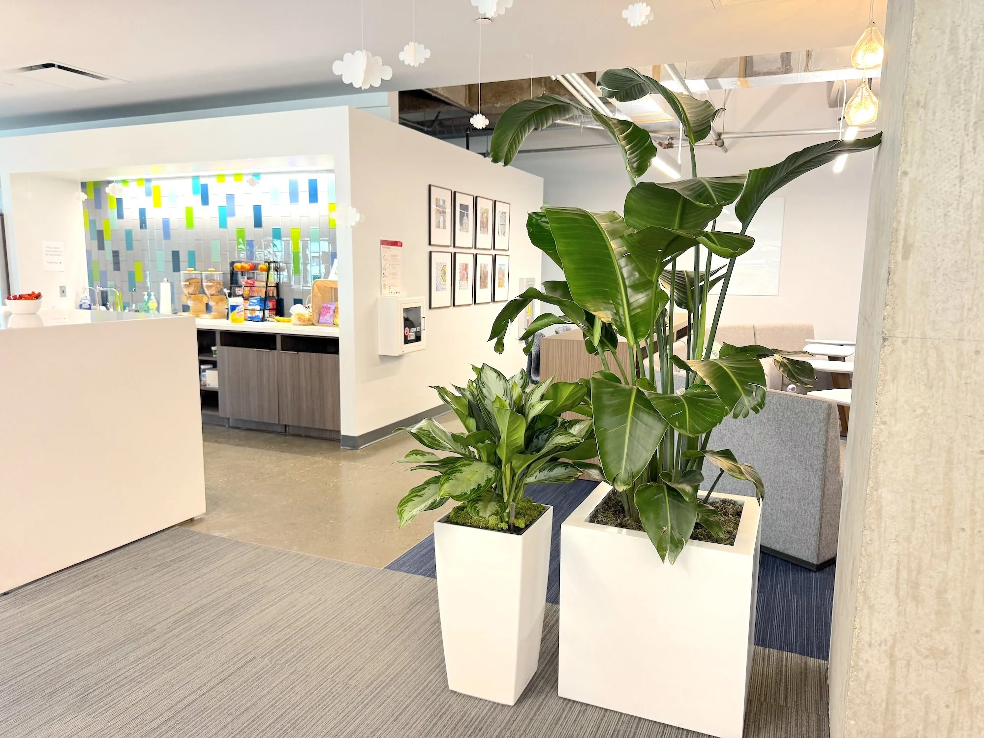 Live plants in office in Indianapolis Indiana Bird of Paradise in white planter & Chinese Evergreen in white planter 