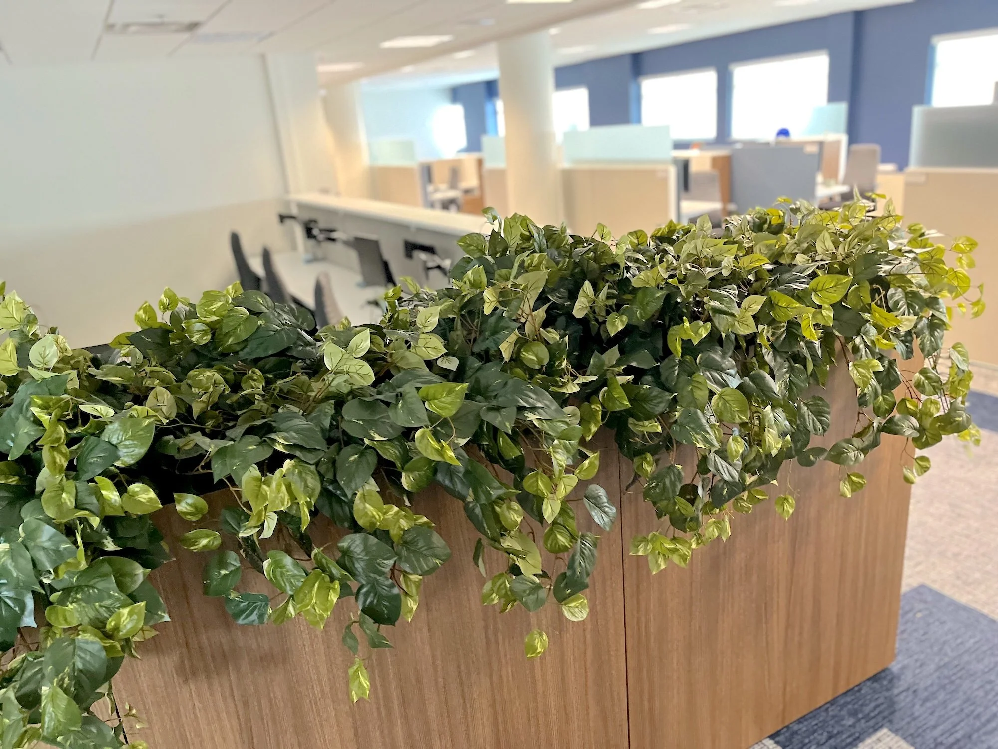 Faux Pothos, Artificial Plants in a planter in an office building at Linde in Speedway, IN.
