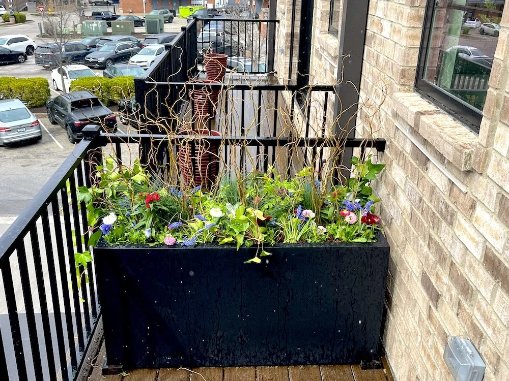 Spring Planters in rectangle planter. Mix of spring plants and pussy willow. Green ivy, red pansy.