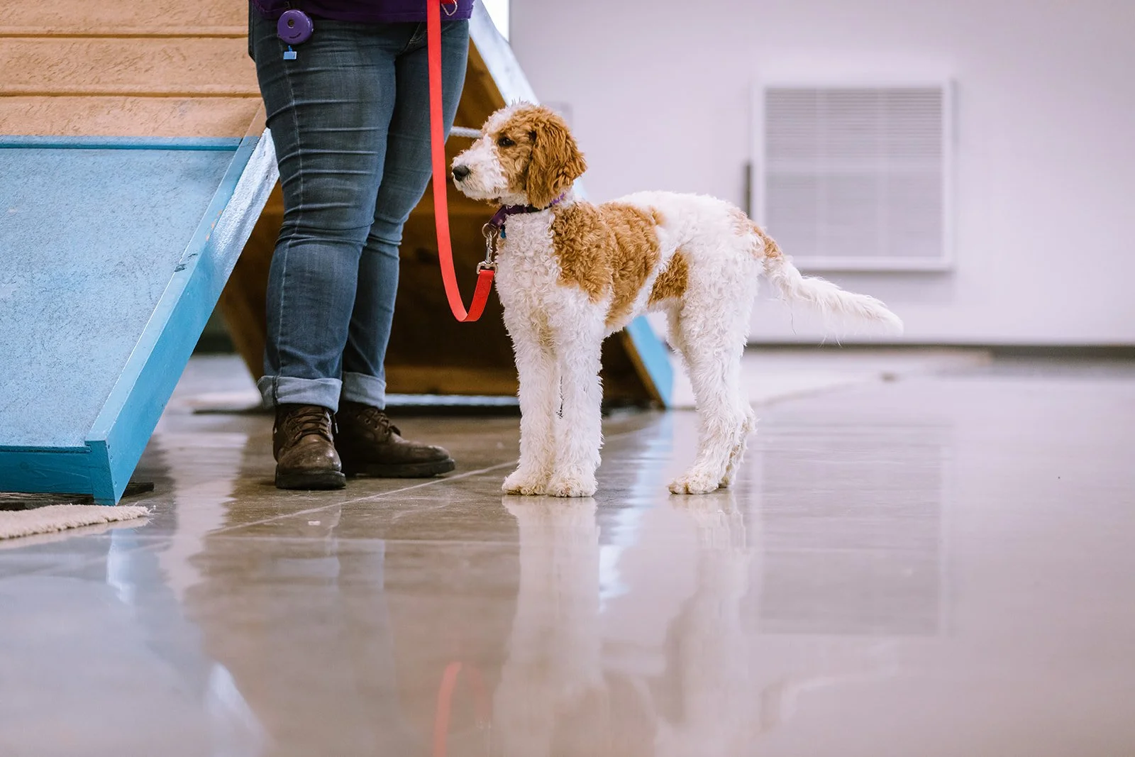 Public Obedience Classes - Puppies Only!