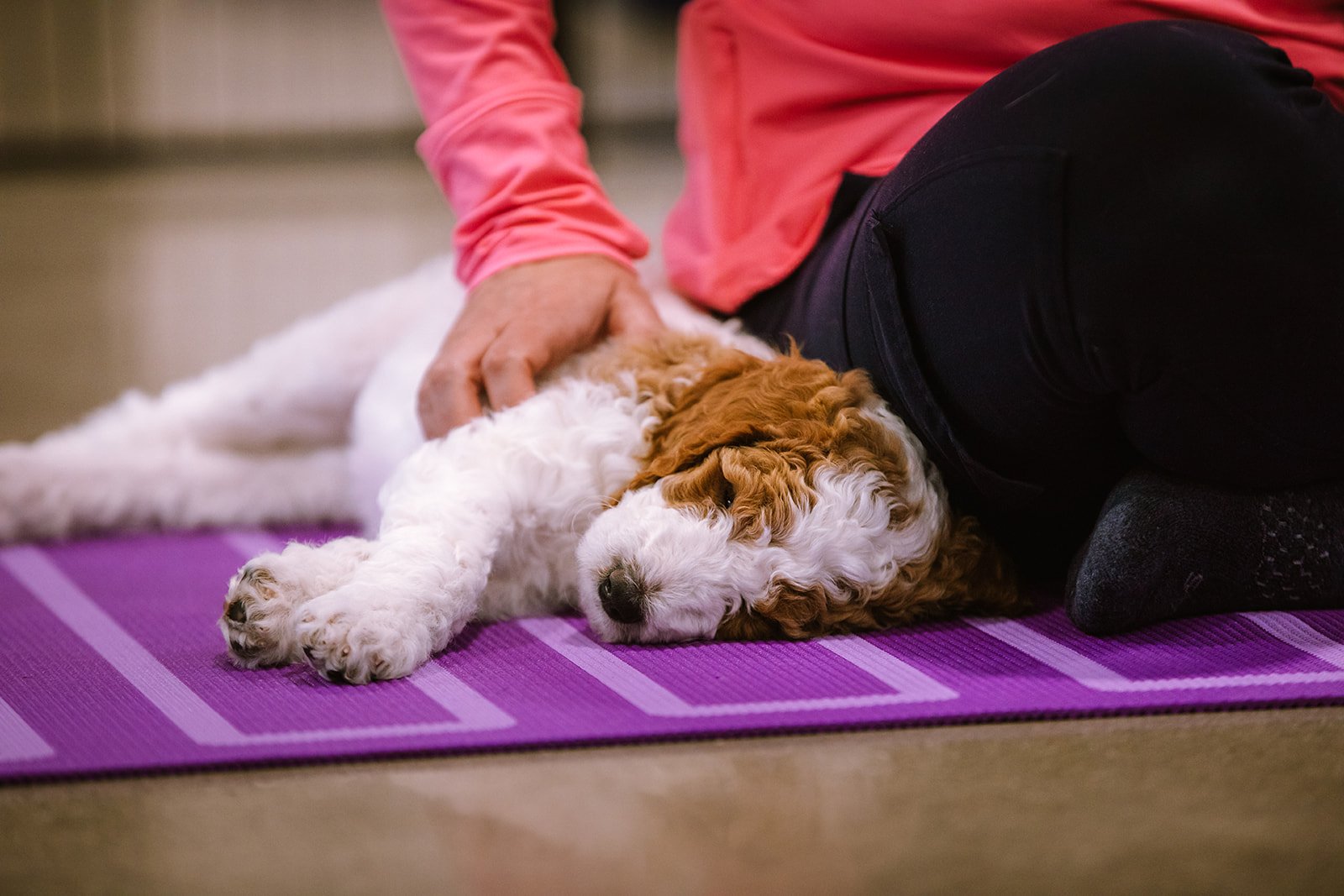 Puppy Yoga