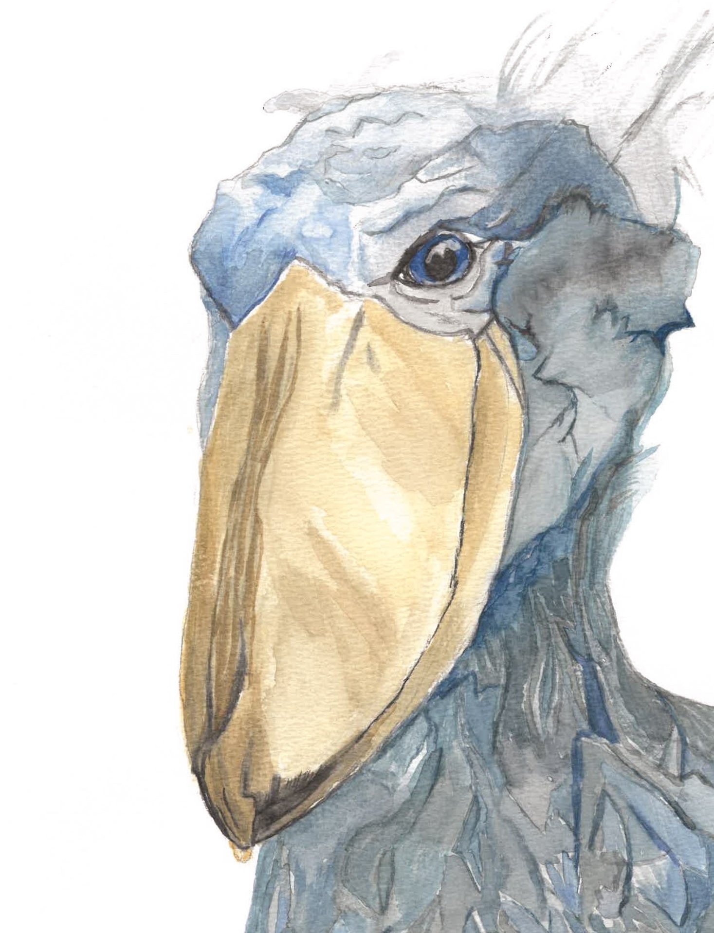 Shoebill Stork - Watercolor Painting '24