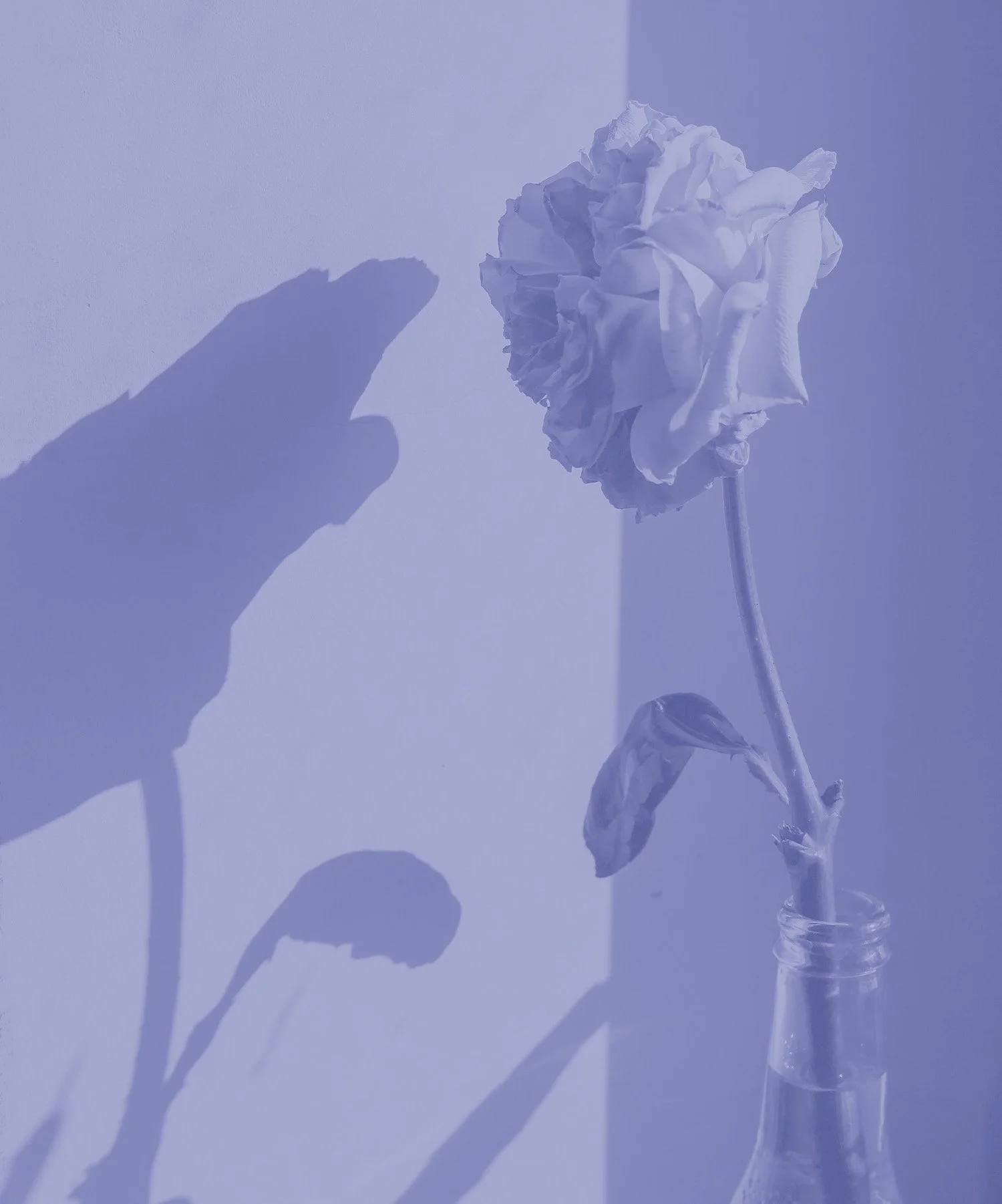 A white carnation flower in a small glass bottle casts shadows on a blue wall, with one finger touching the wall near the shadows.