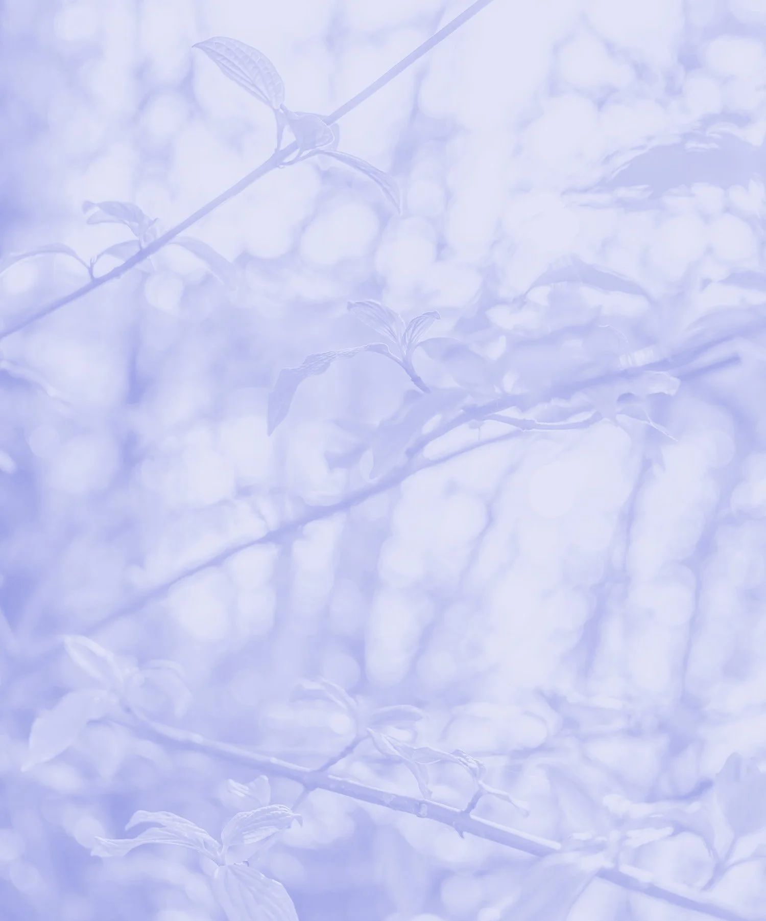 Faint outlines of tree branches and leaves with a soft, blurred background of white and light purple tones.