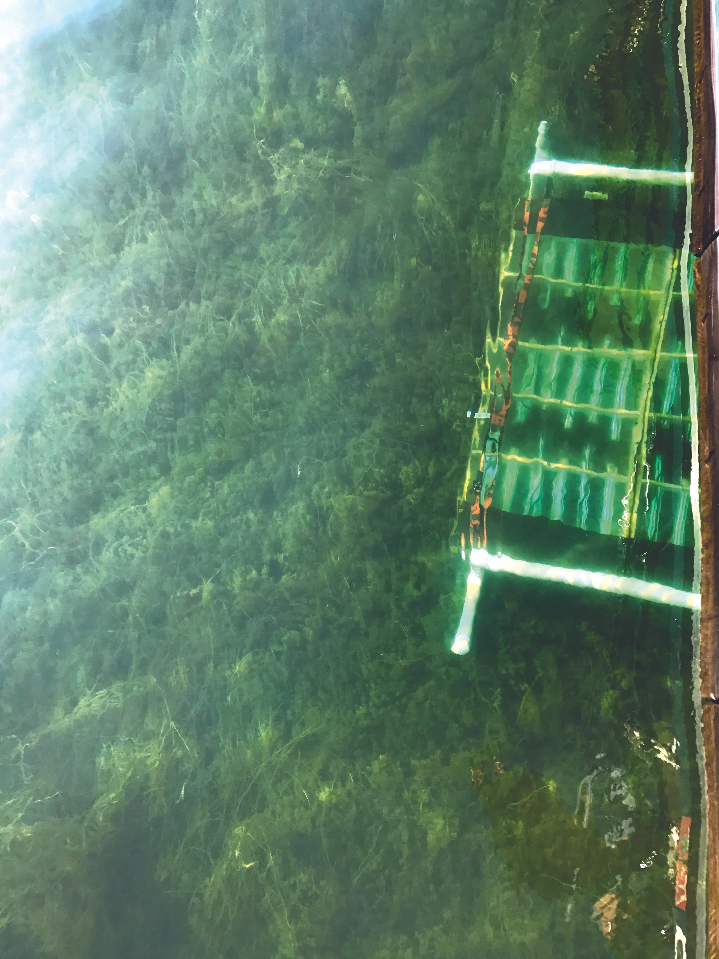 Clear greenish water with underwater plants, viewed from above, with a UV-C light treatment array treating aquatic weeds.