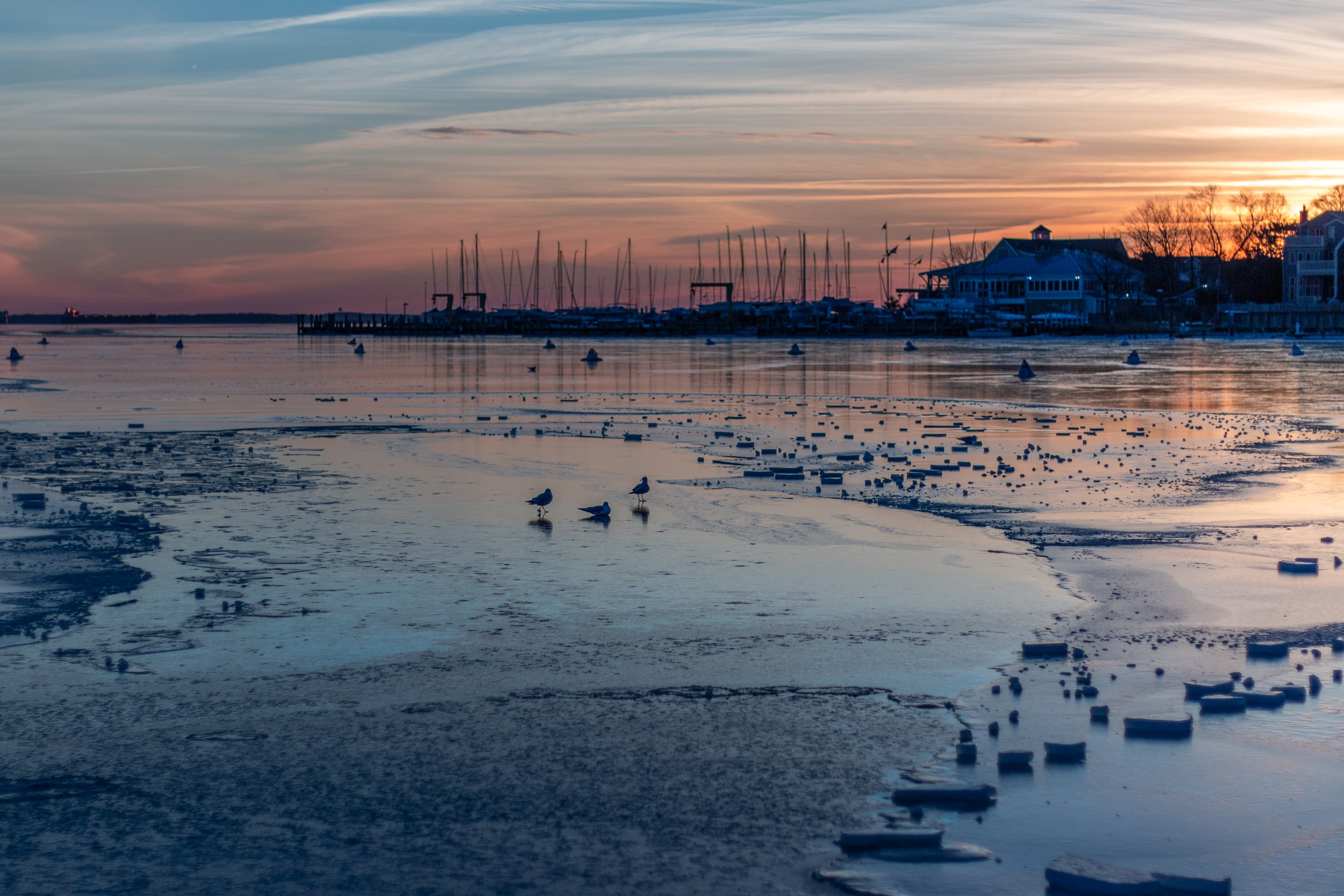 Birds on Frozen Harbor