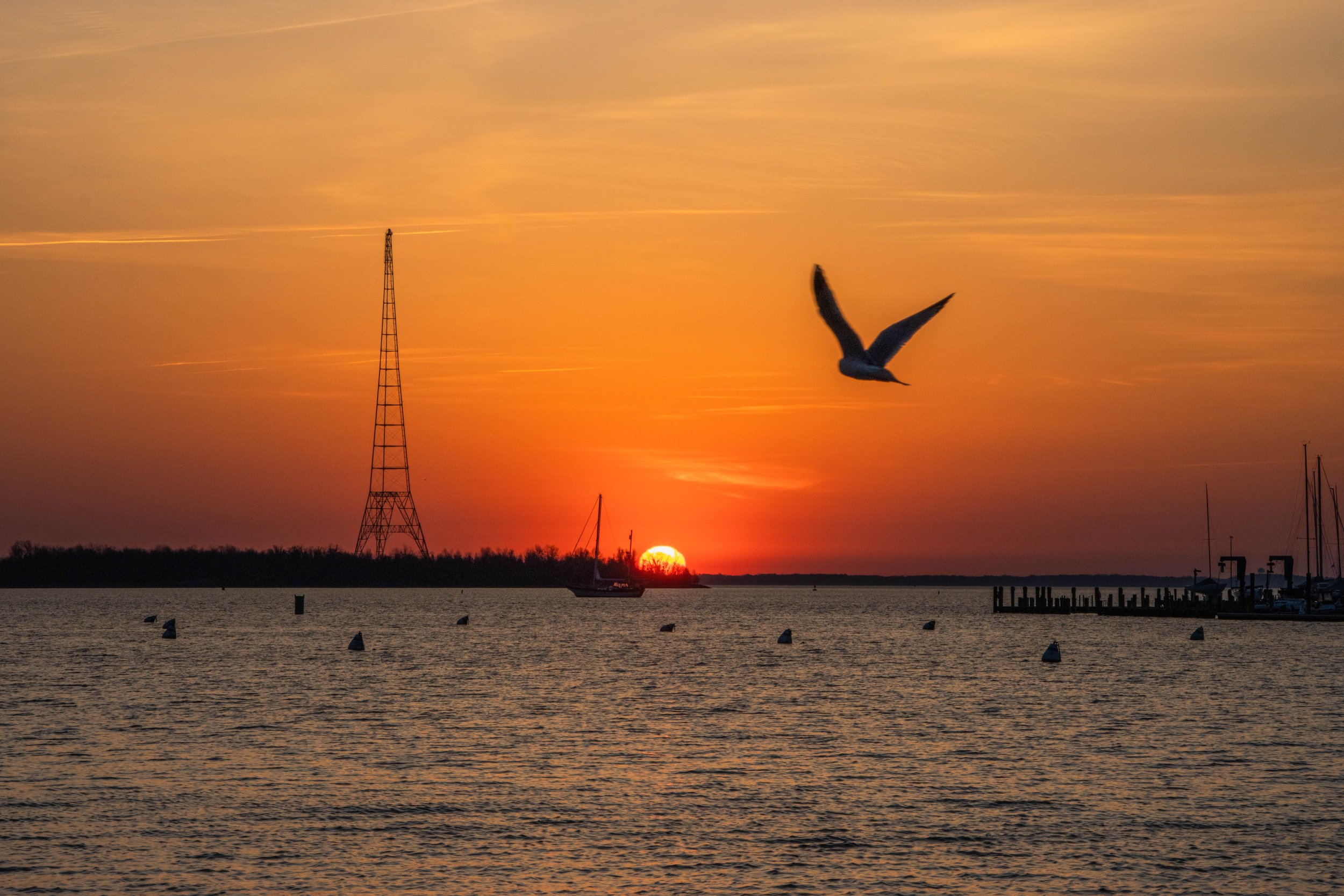 Sunrise Seagull #1