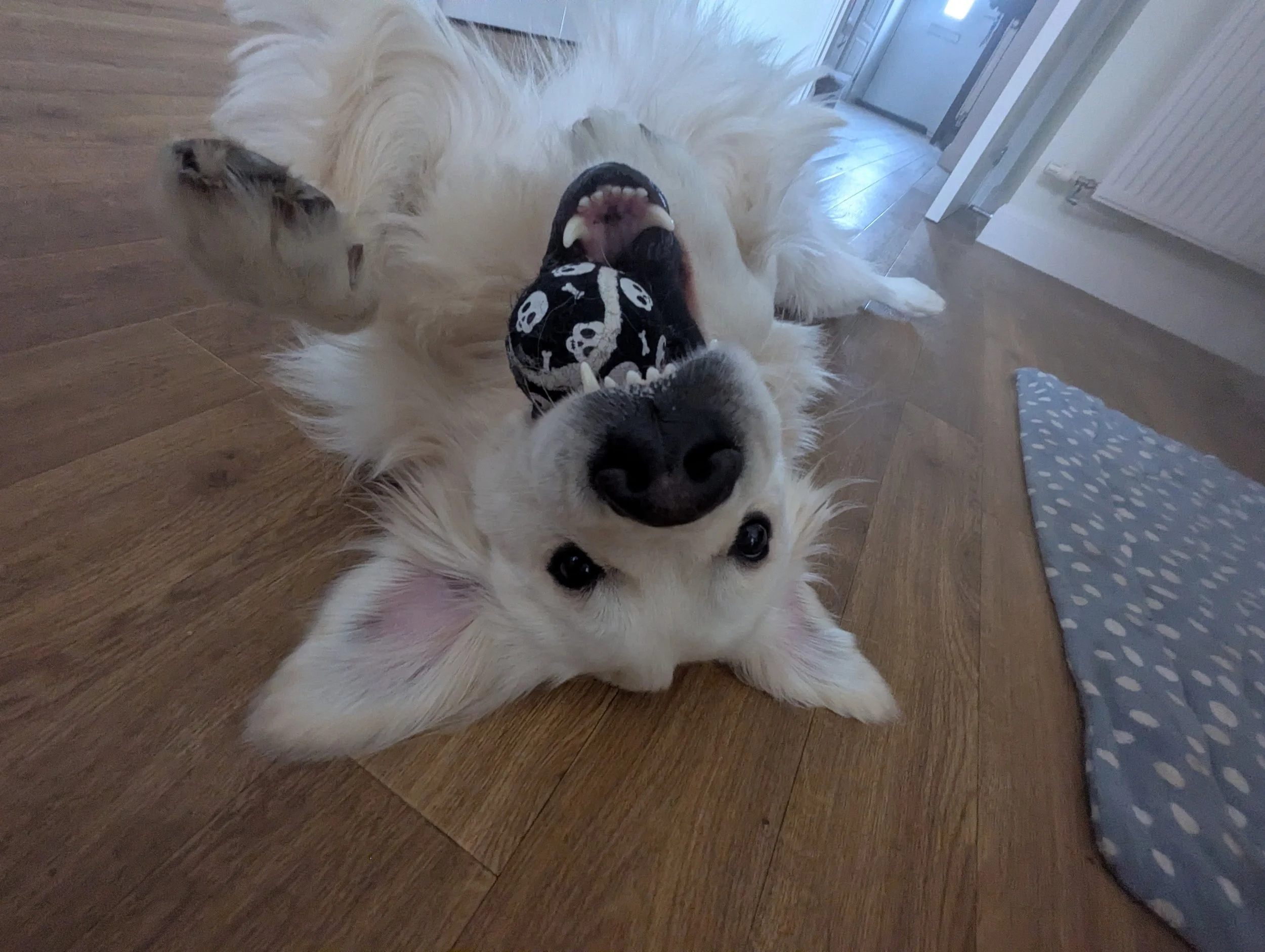 Cream golden retriever lying on his back with a black tennish ball in his mouth. His mouth is slightly open, showing his teeth, and his expression is one of pure joy and cheekiness
