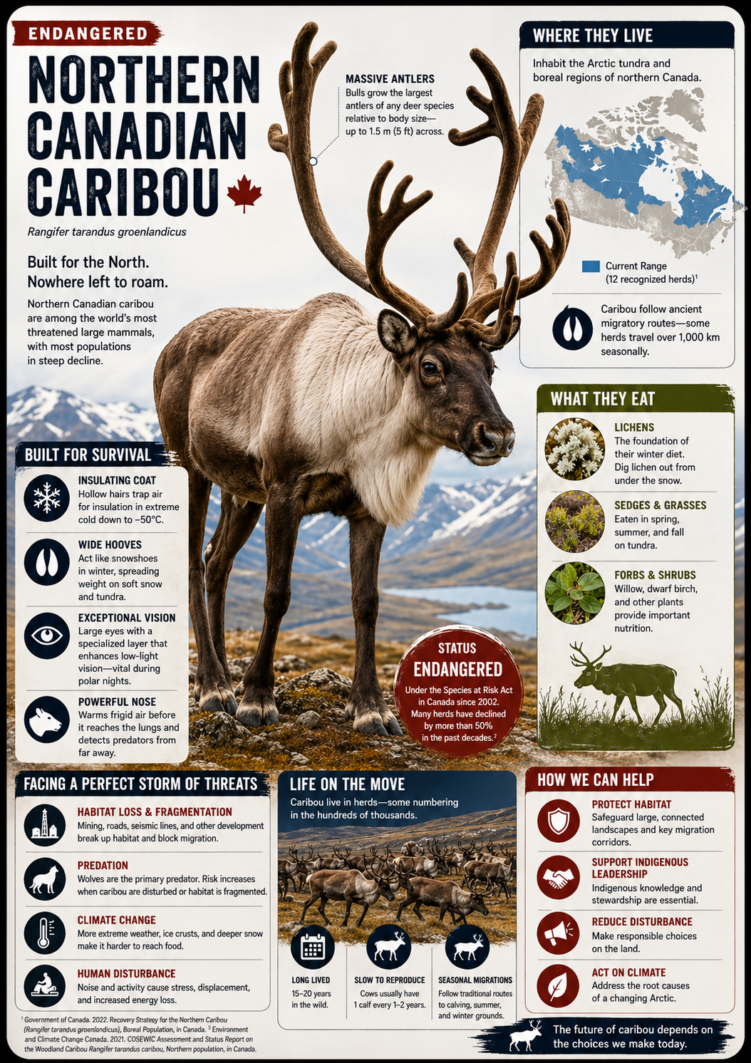 caribou