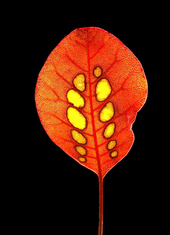 Red Leaf