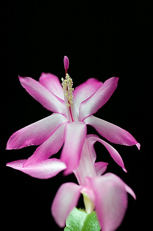 Christmas Cactus