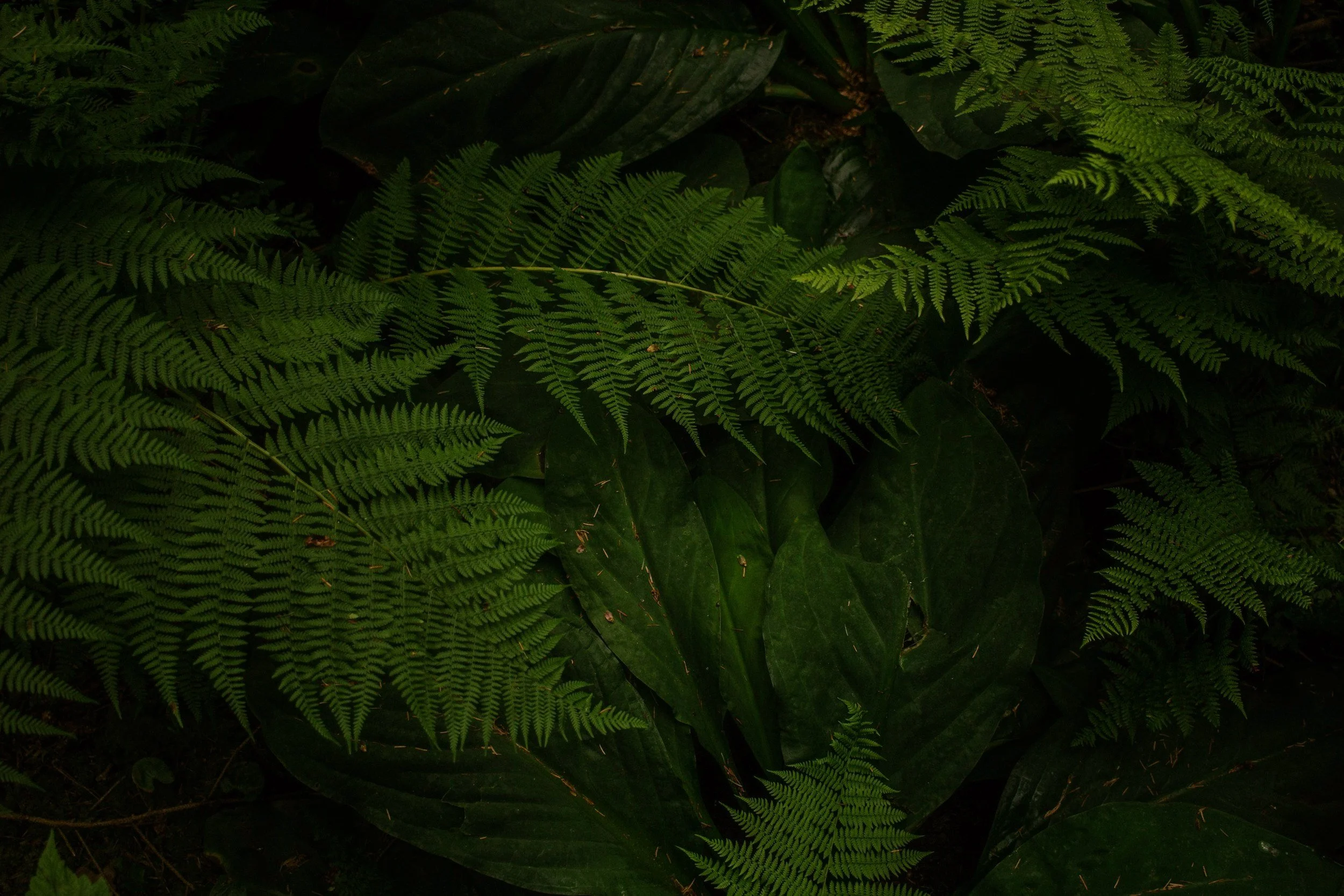 Lush green fern leaves overlapping large dark green leaves in a dense, shaded area.