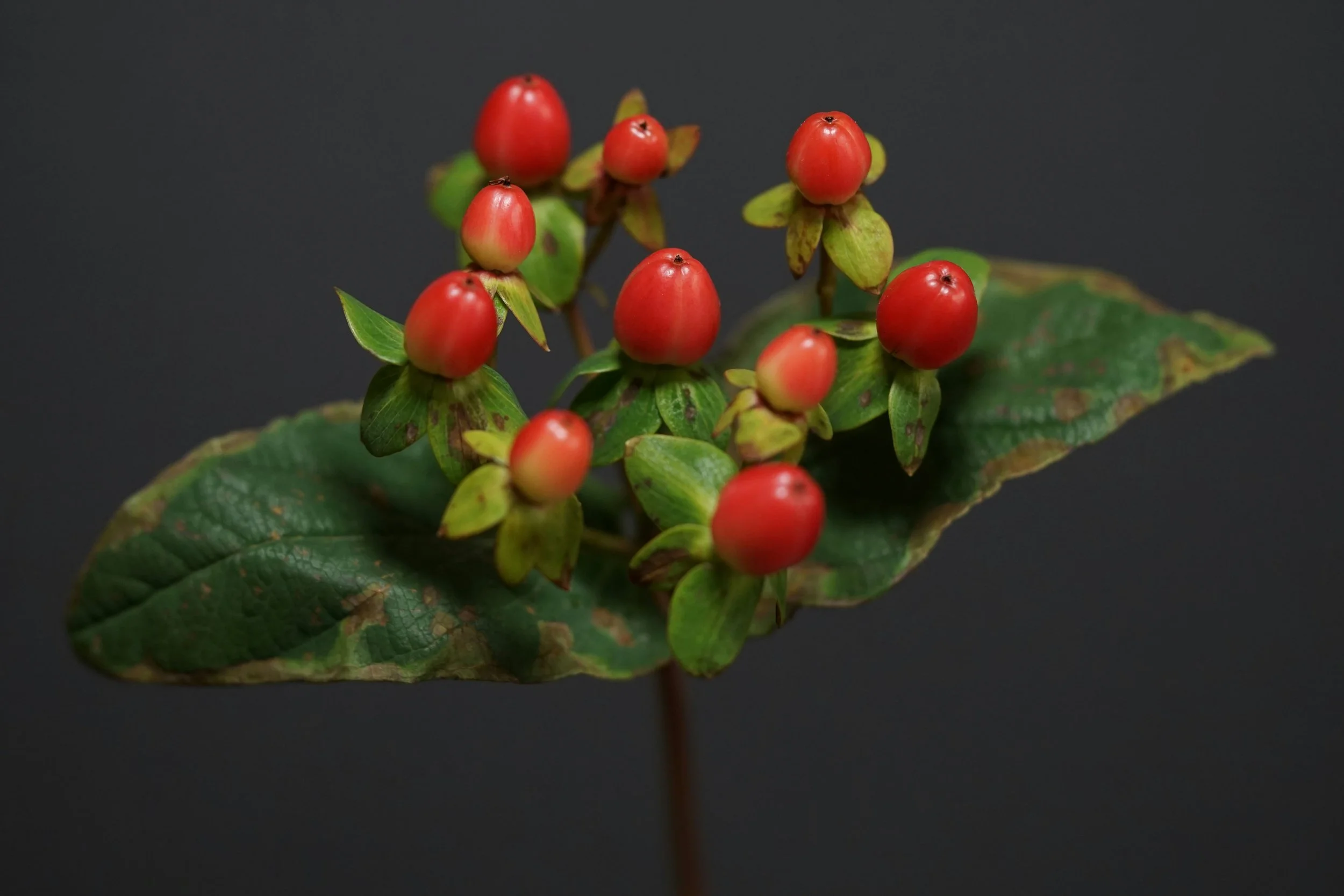 hypericum.jpg