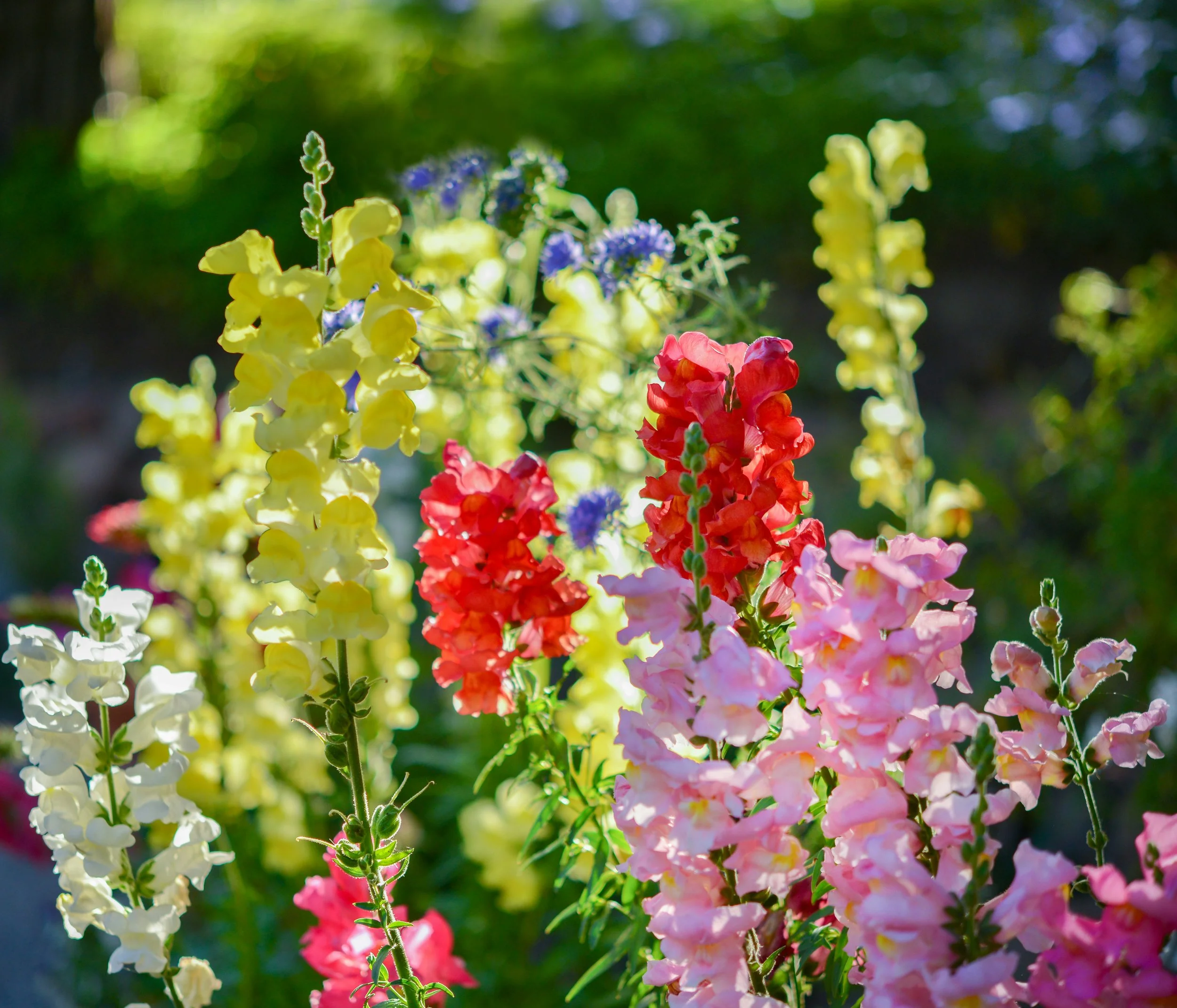 snapdragon.jpg