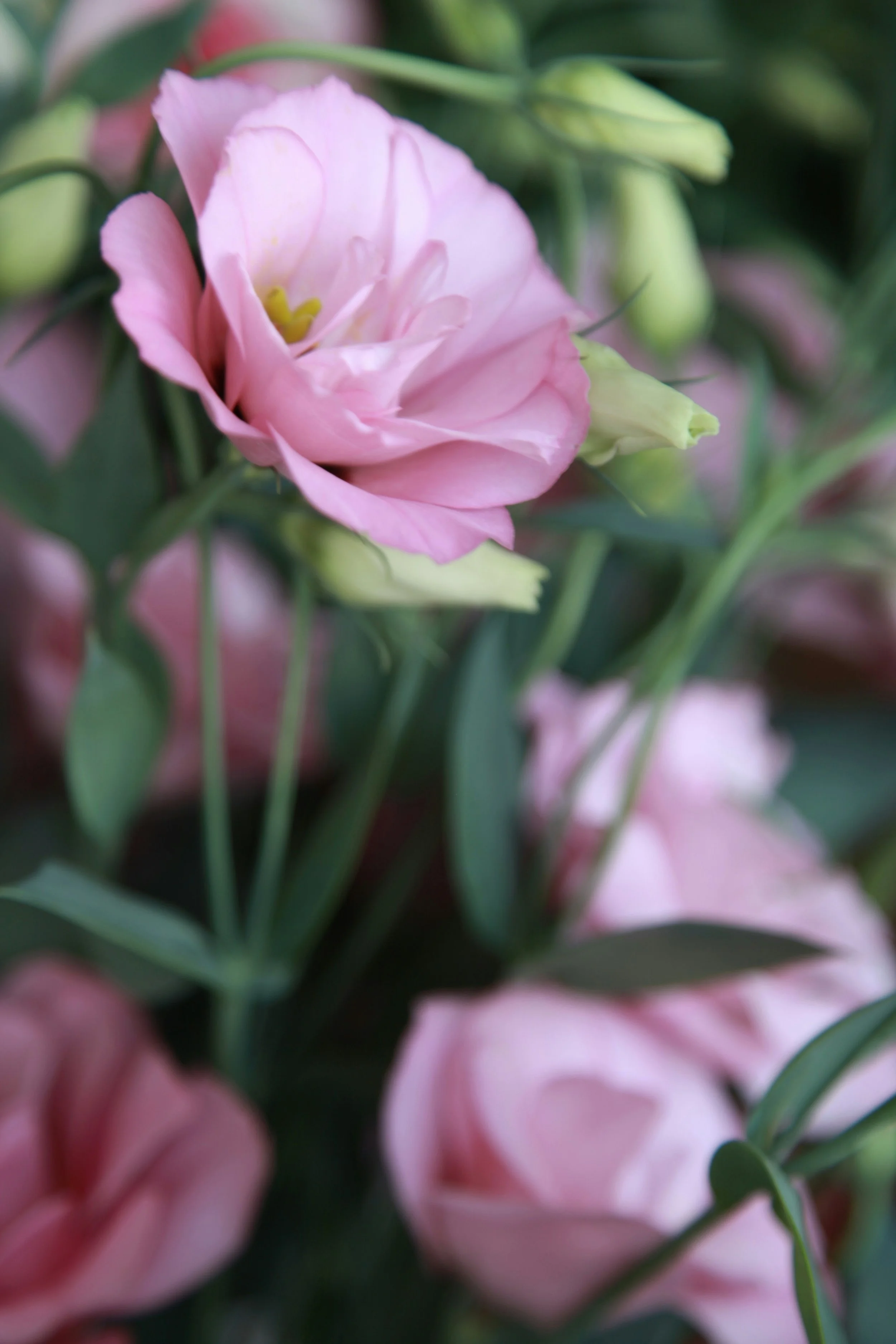 lisianthus.jpg