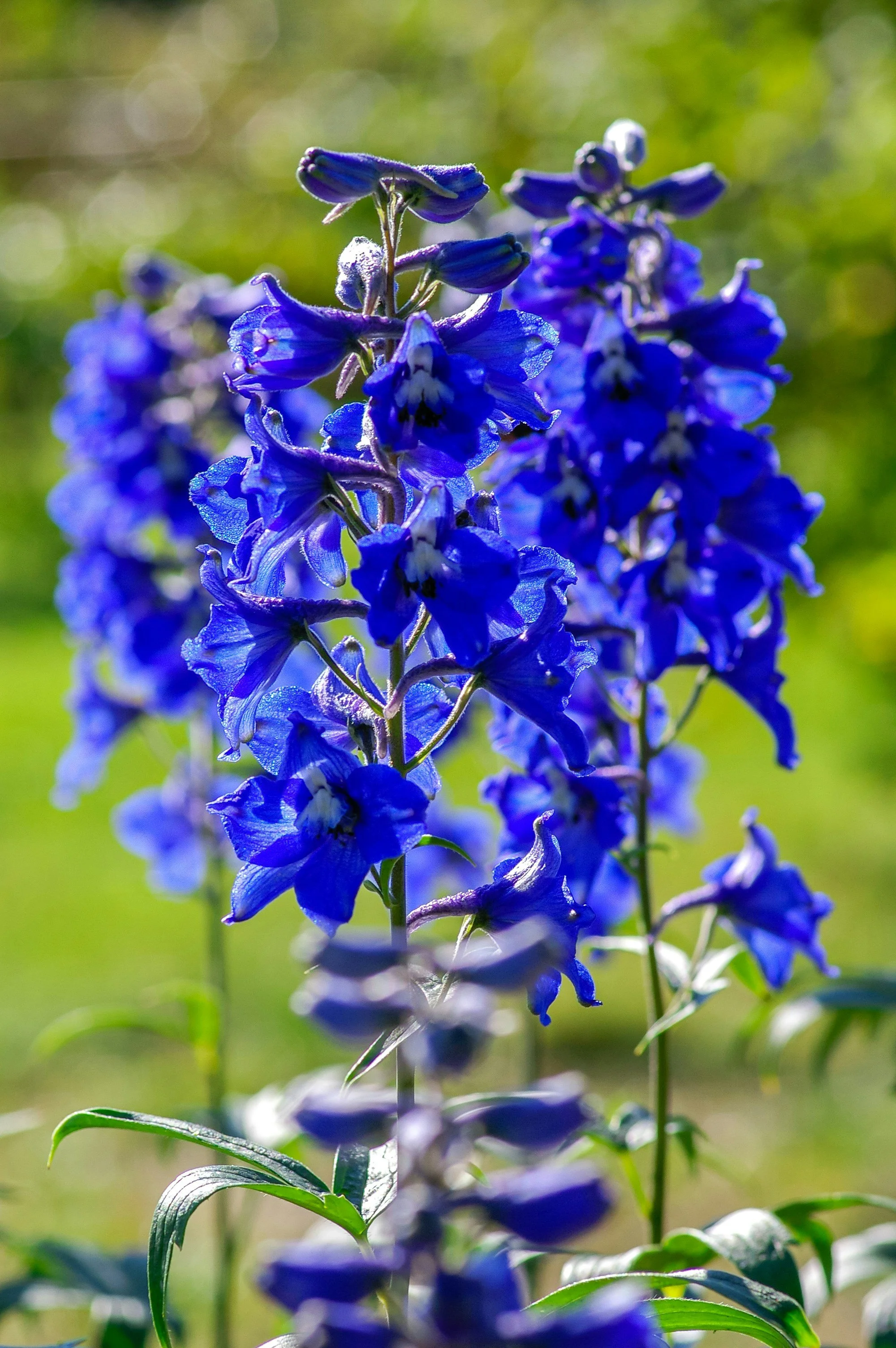 delphiniums.jpg