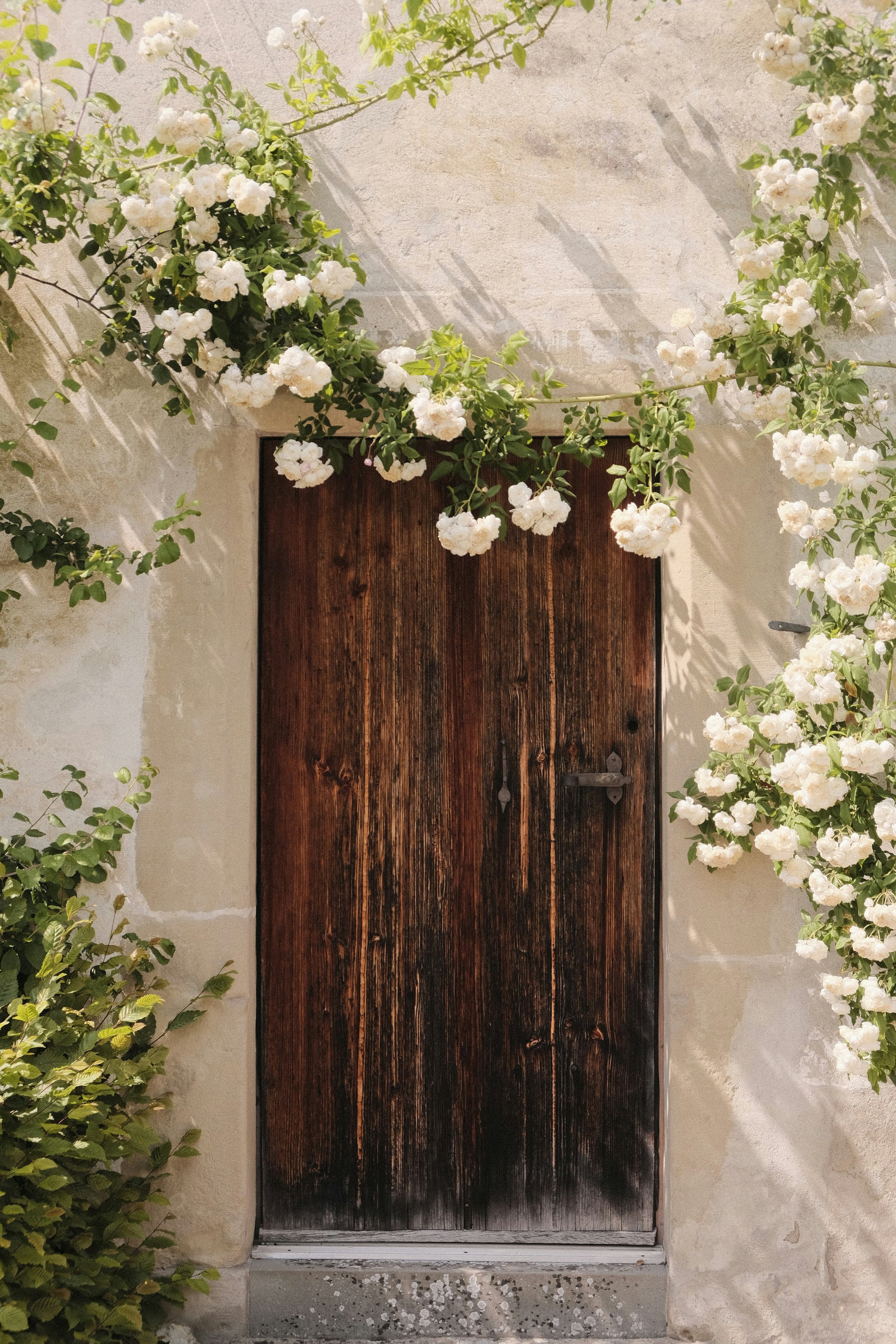A rustic wooden door framed by white blooming flowers and green foliage, set in a textured beige stucco wall.