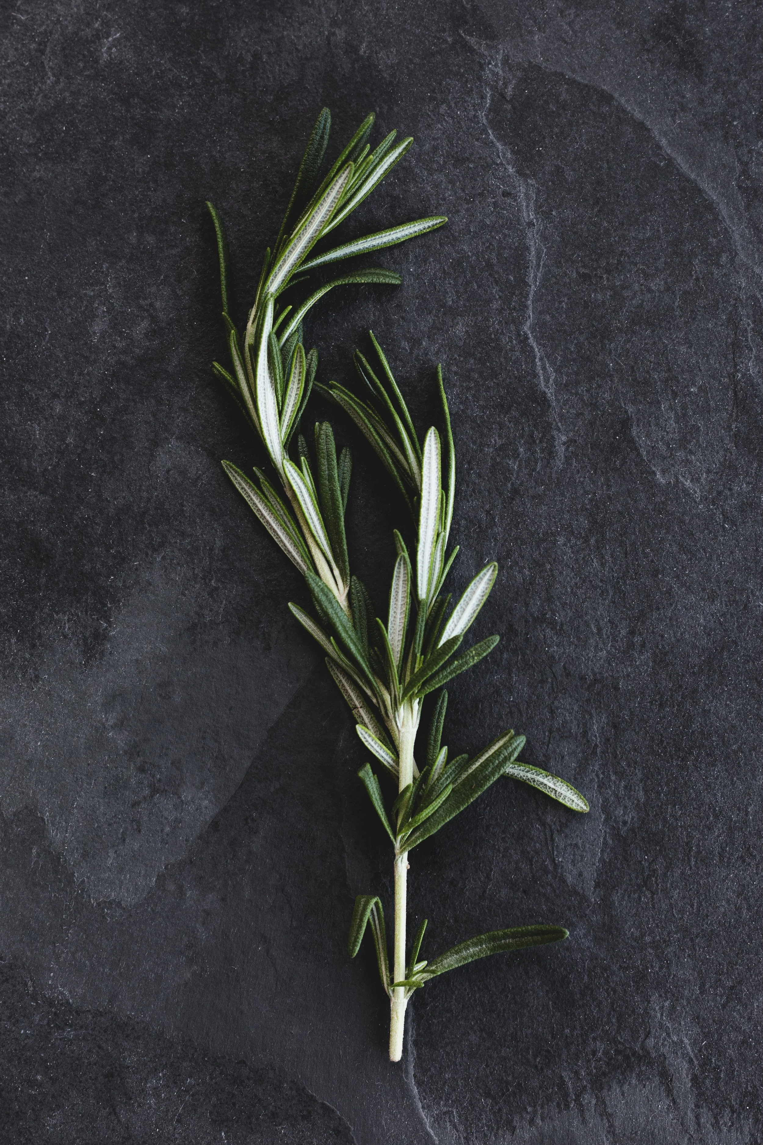 Rosemary Officinalis | Whole Leaf, Chopped, or Powdered | Ritual, and Herbal Use