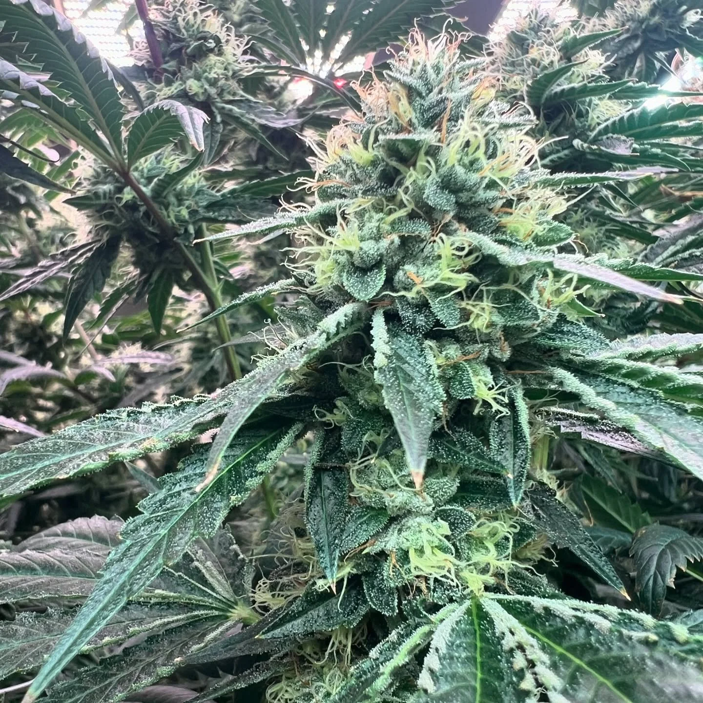 happy Friday ✌️🌿

.

📷: OG, somewhere around week 6

.

#knottedrootVT #greenmountainstateofmind #gardenlove #vermontartisans #growthmindset🌱 #happyfri̇day