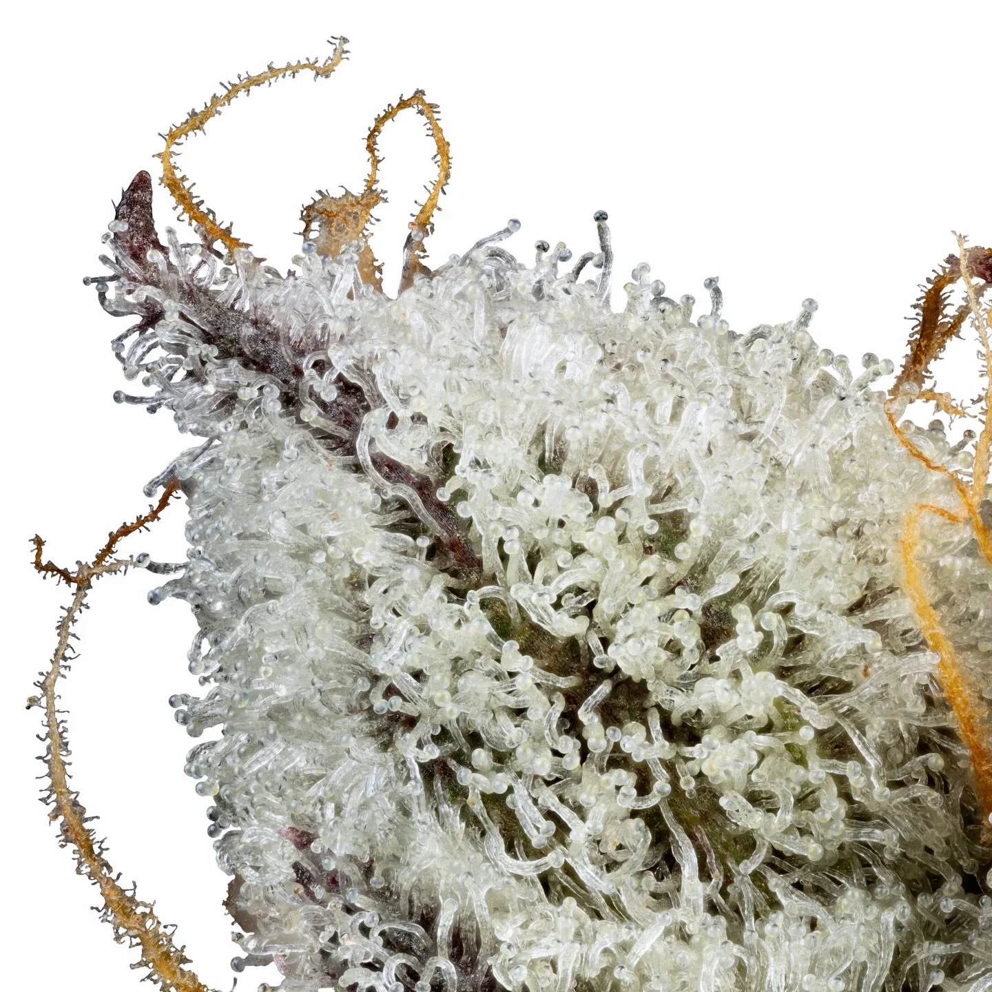 🪩 Super grateful to be wrapping up our first year cultivating for VT&rsquo;s regulated market! We&rsquo;re especially thankful for our retail partners, peers and all the folks who&rsquo;ve supported our work, extended a kind word, or reached out to 