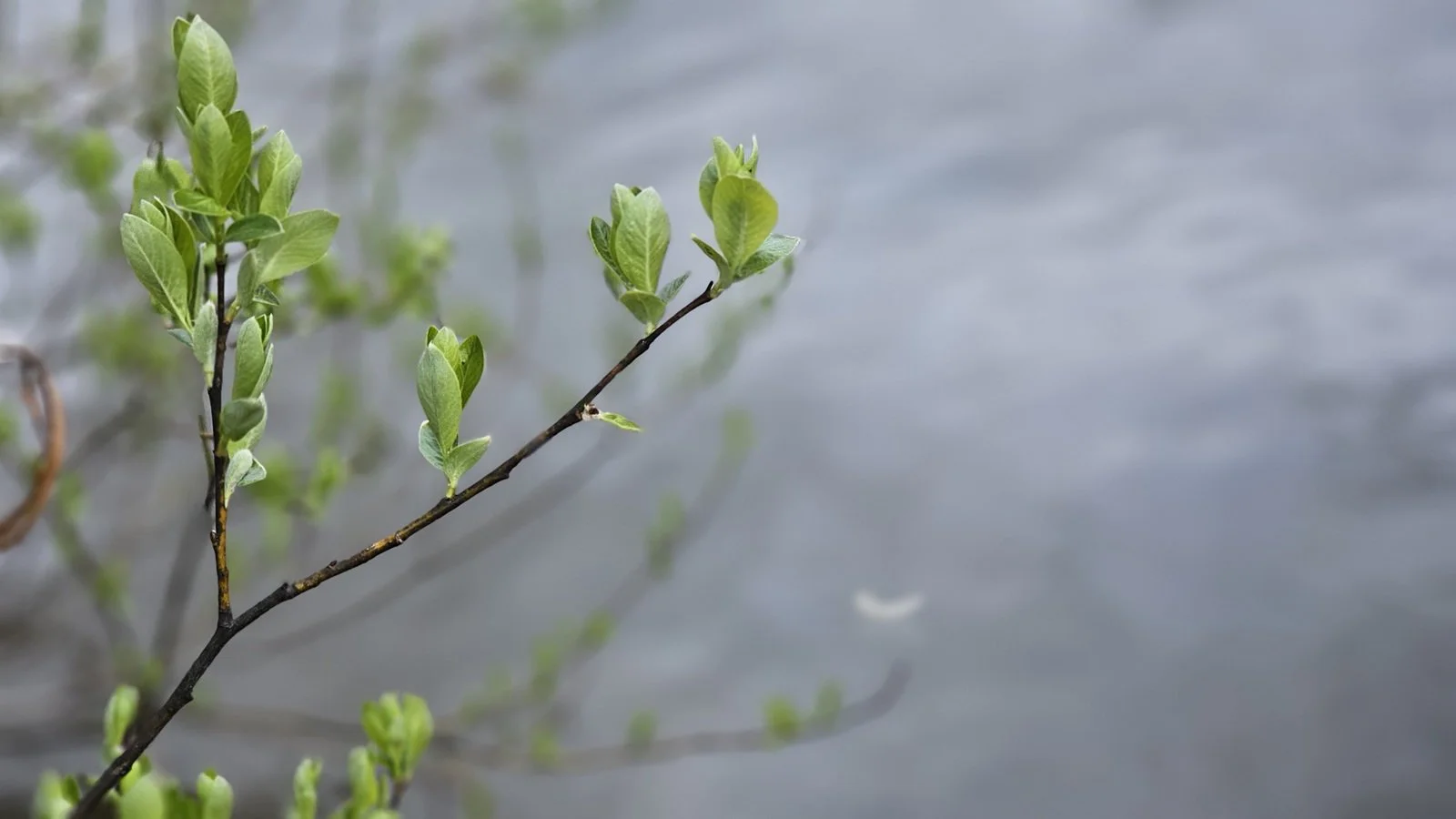 Etualalla pajun oksa ja kaukaisuudessa sulka laineilla symboloimassa Lohdun laineilla tarjoamaa tukea